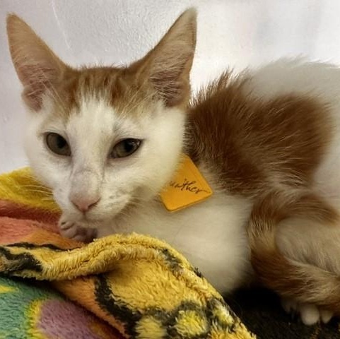Gunther - Handsome and Fun, Adoptable, Kitten Male Tabby.