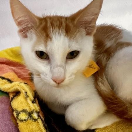 Enlarge Gunther - Handsome and Fun, a Adoptable Tabby in Hoquiam, WA image 3/5