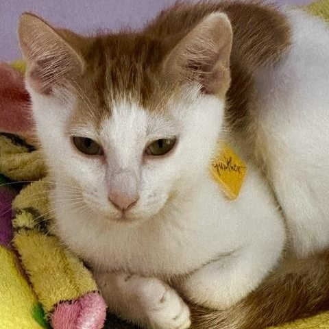Enlarge Gunther - Handsome and Fun, a Adoptable Tabby in Hoquiam, WA image 2/5