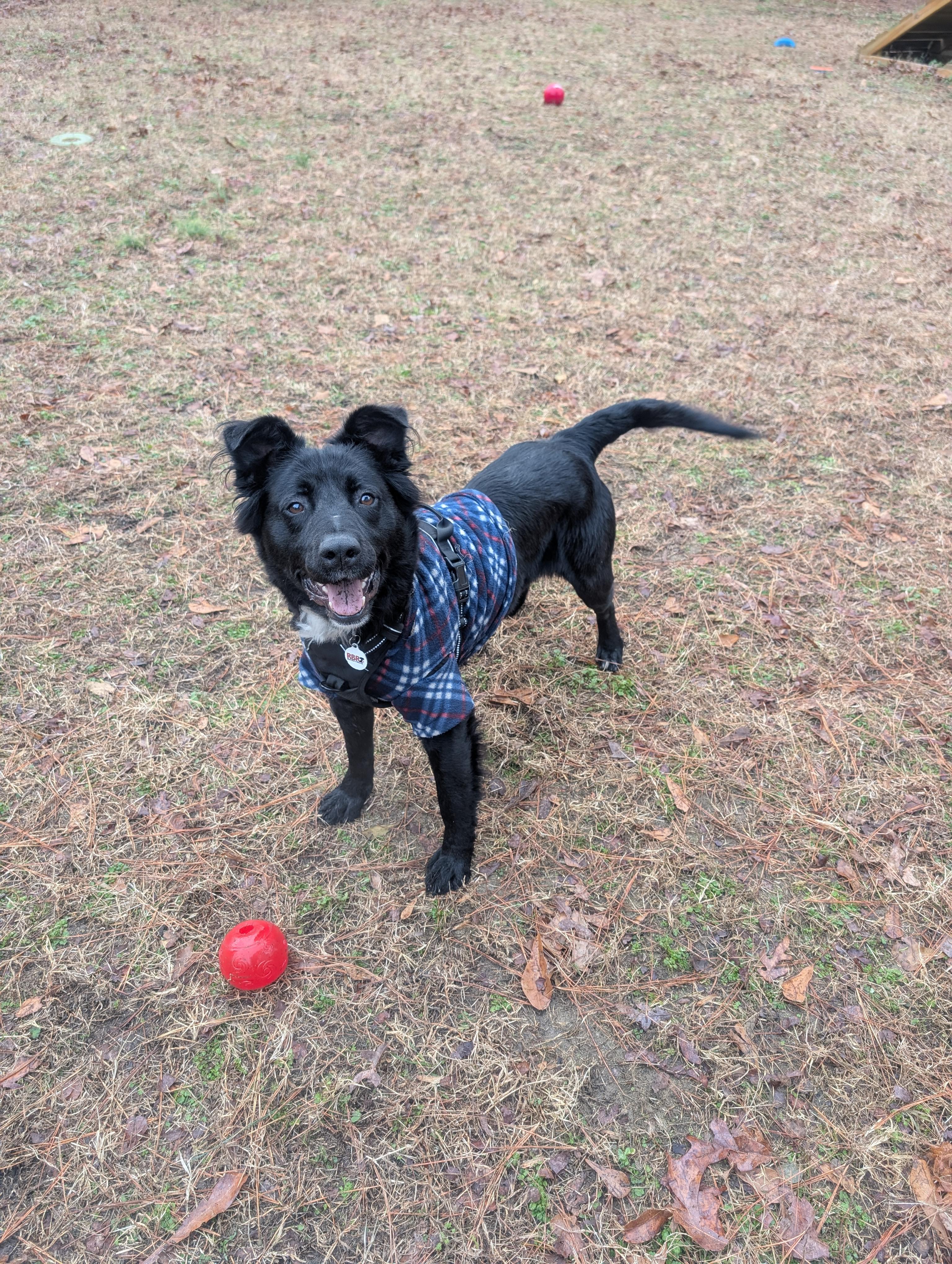 Enlarge Dana - AVAILABLE TO FOSTER OR ADOPT, a ADOPTABLE mixed breed in Clayton, NC image 3/6