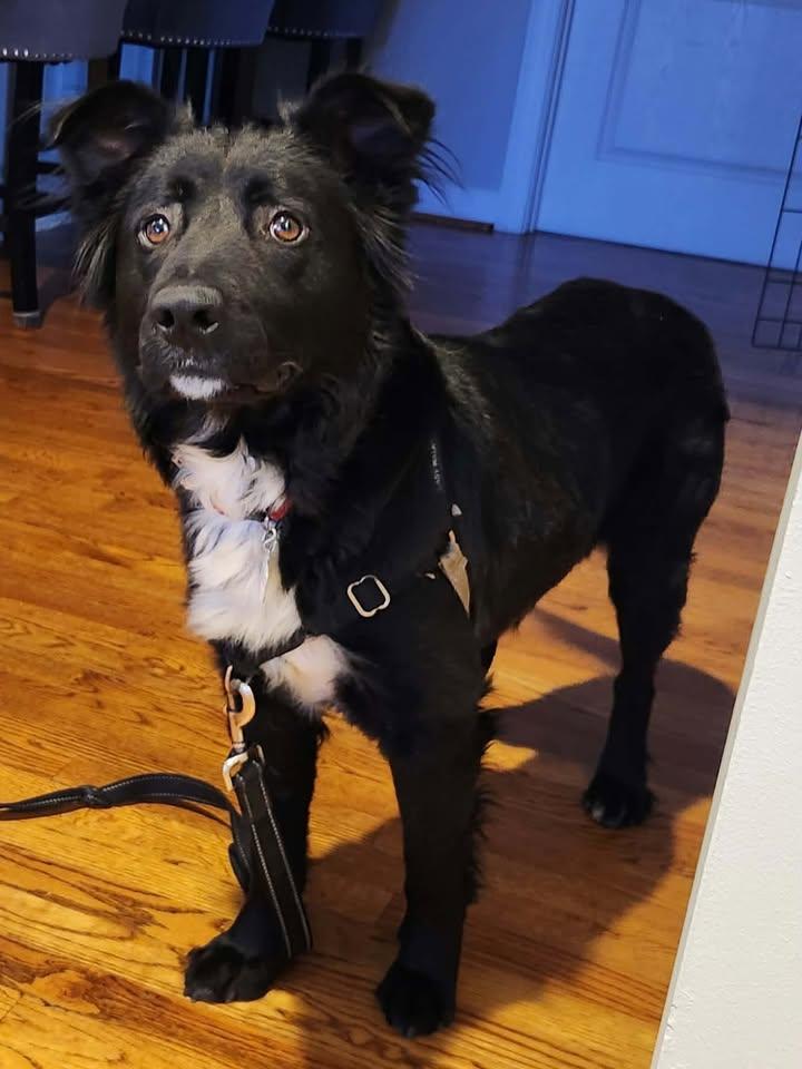 Dana - AVAILABLE TO FOSTER OR ADOPT, ADOPTABLE, Young Female Border Collie.