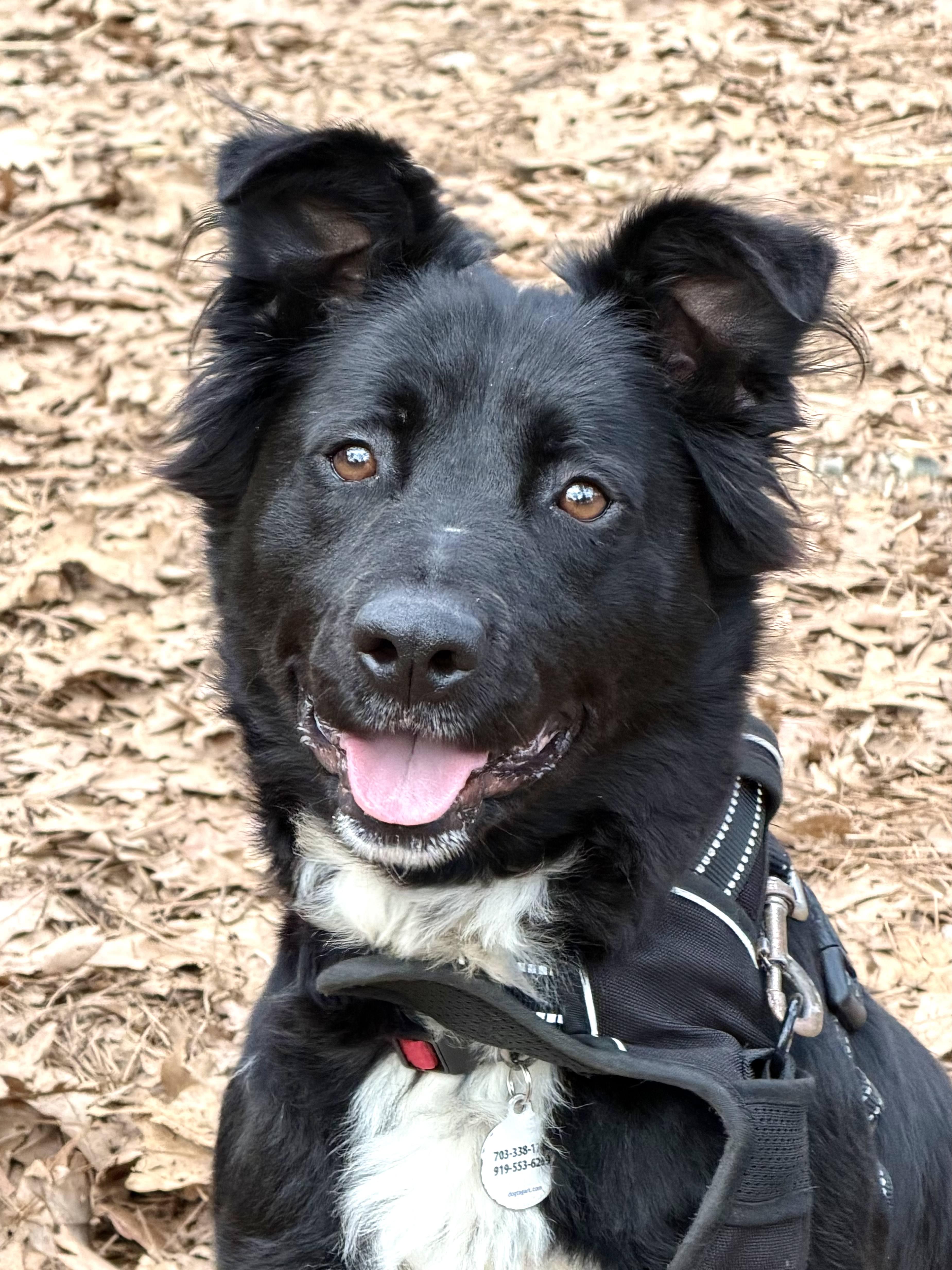 Enlarge Dana - AVAILABLE TO FOSTER OR ADOPT, a ADOPTABLE mixed breed in Clayton, NC image 6/6