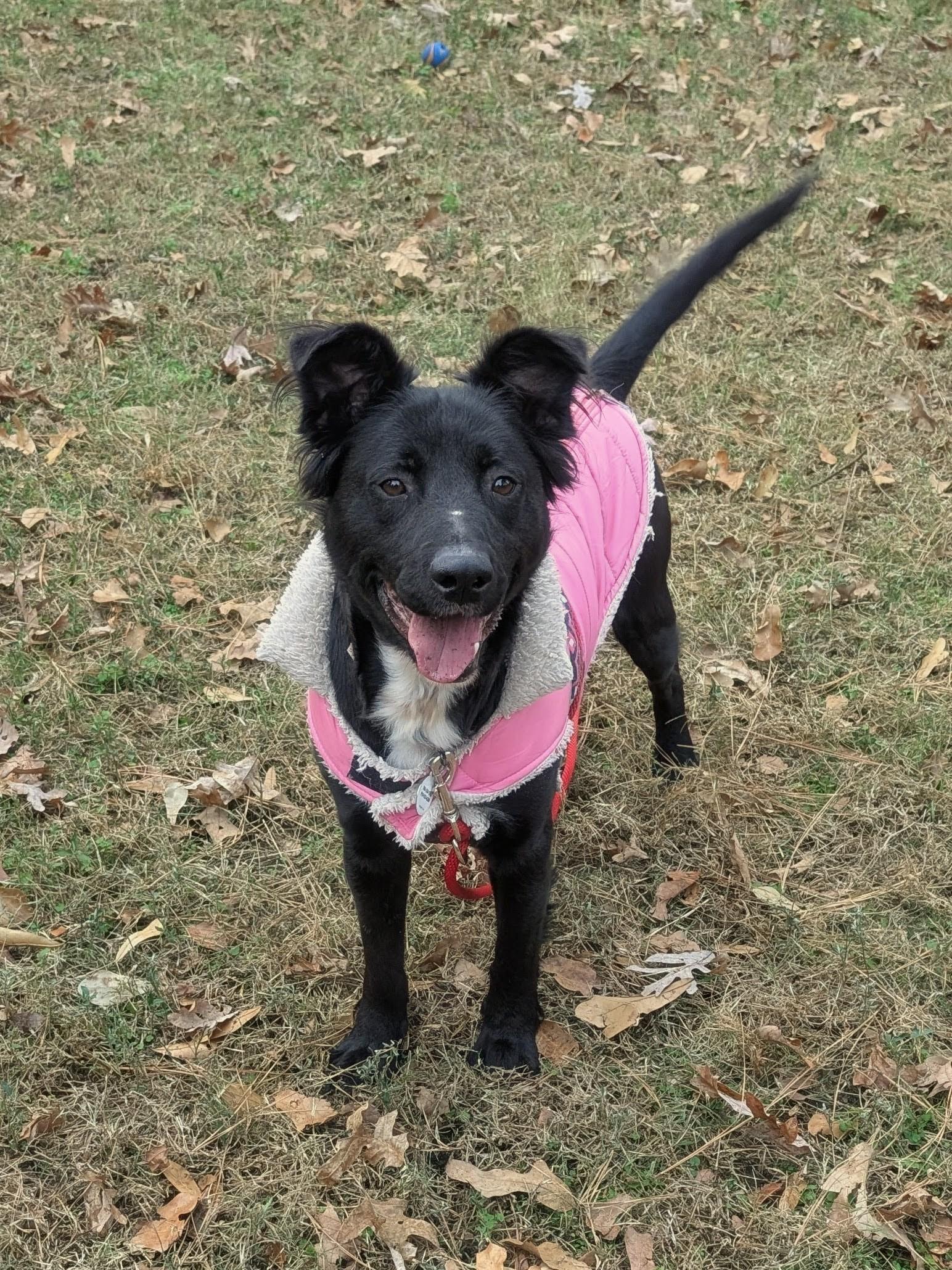 Dana - AVAILABLE TO FOSTER OR ADOPT, ADOPTABLE, Adult Female Border Collie.