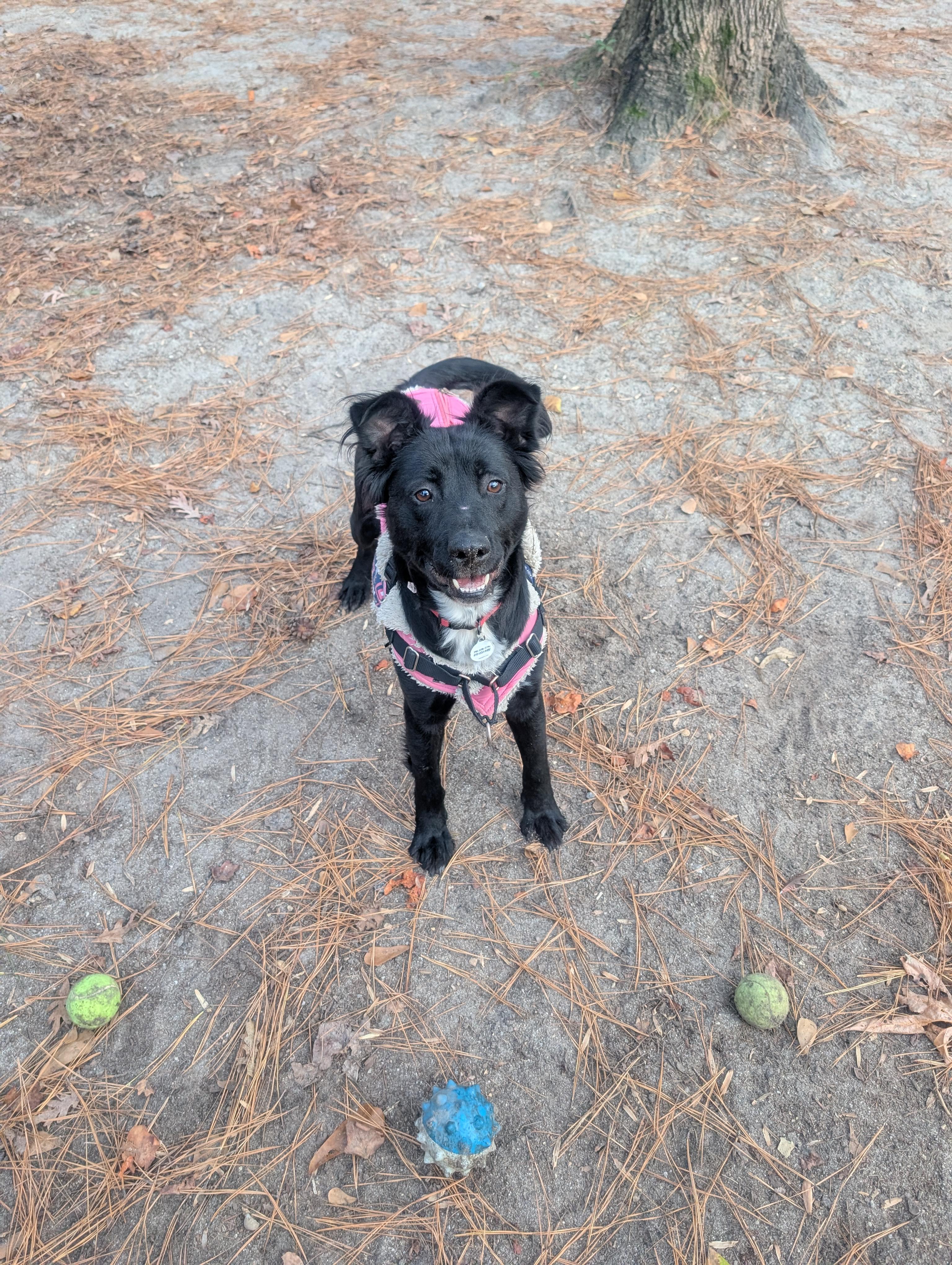 Dana - AVAILABLE TO FOSTER OR ADOPT, a ADOPTABLE mixed breed in Clayton, NC image 2/6