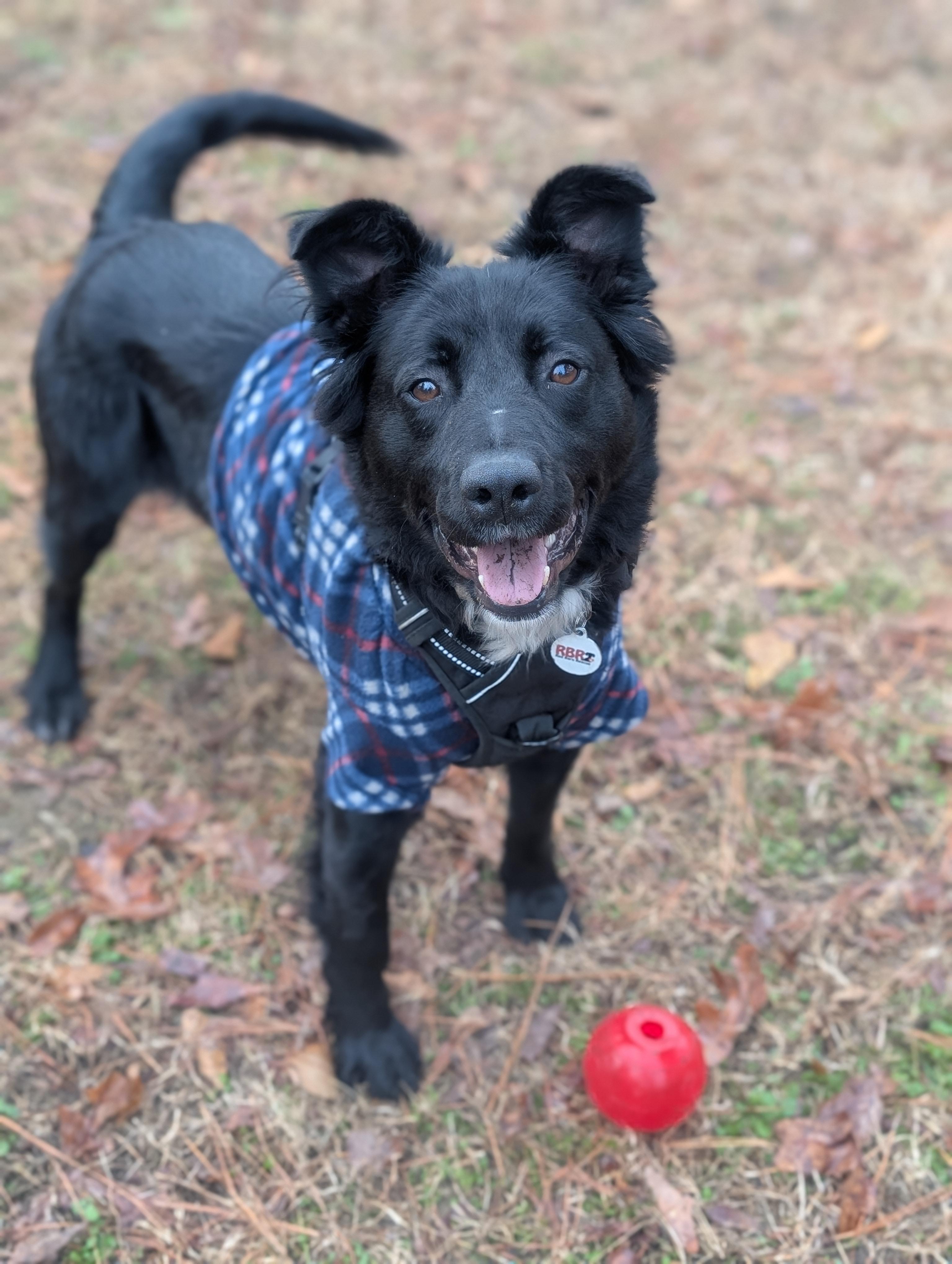 Enlarge Dana - AVAILABLE TO FOSTER OR ADOPT, a ADOPTABLE mixed breed in Clayton, NC image 2/6