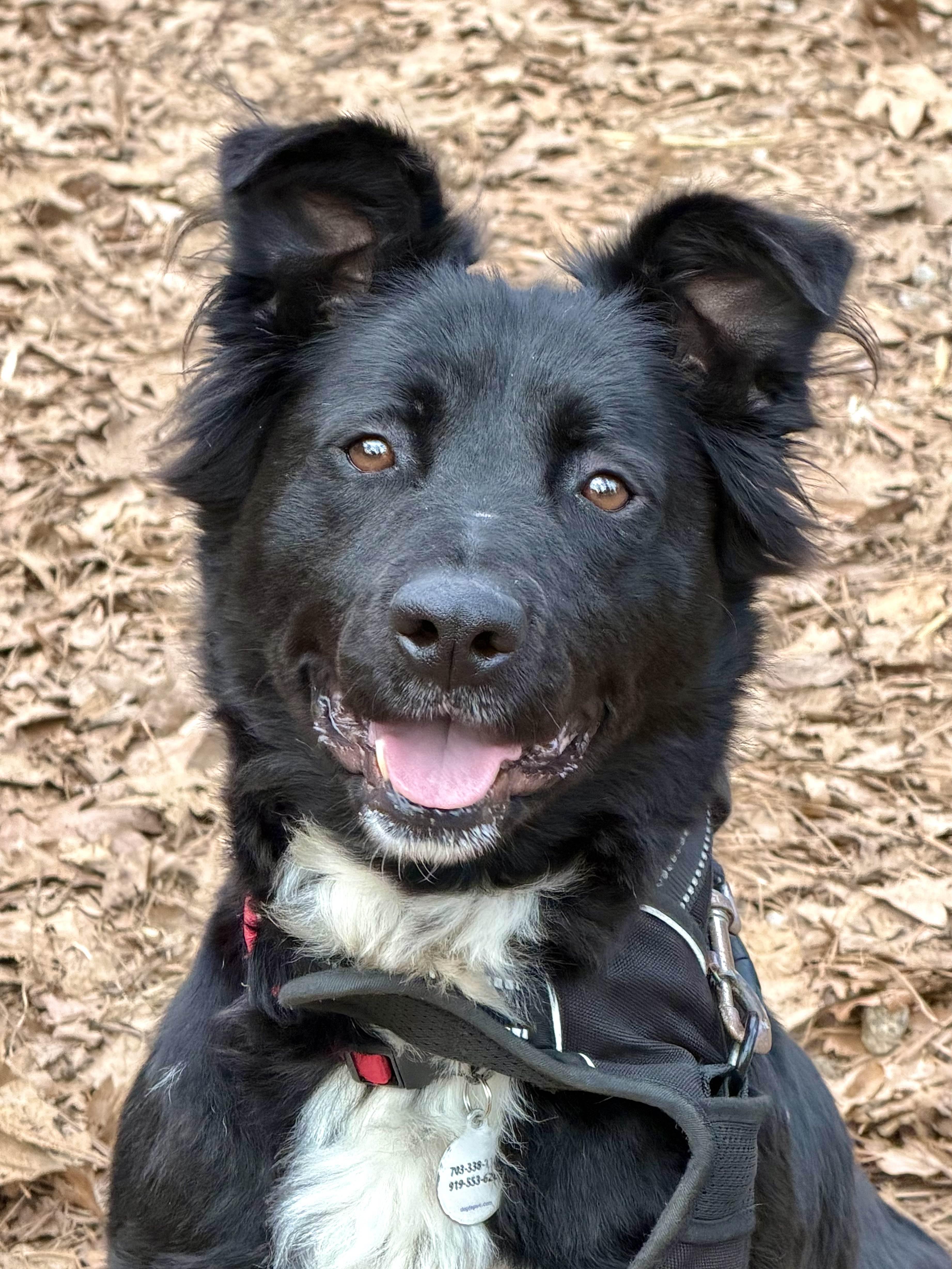 Dana - AVAILABLE TO FOSTER OR ADOPT, ADOPTABLE, Adult Female Border Collie.