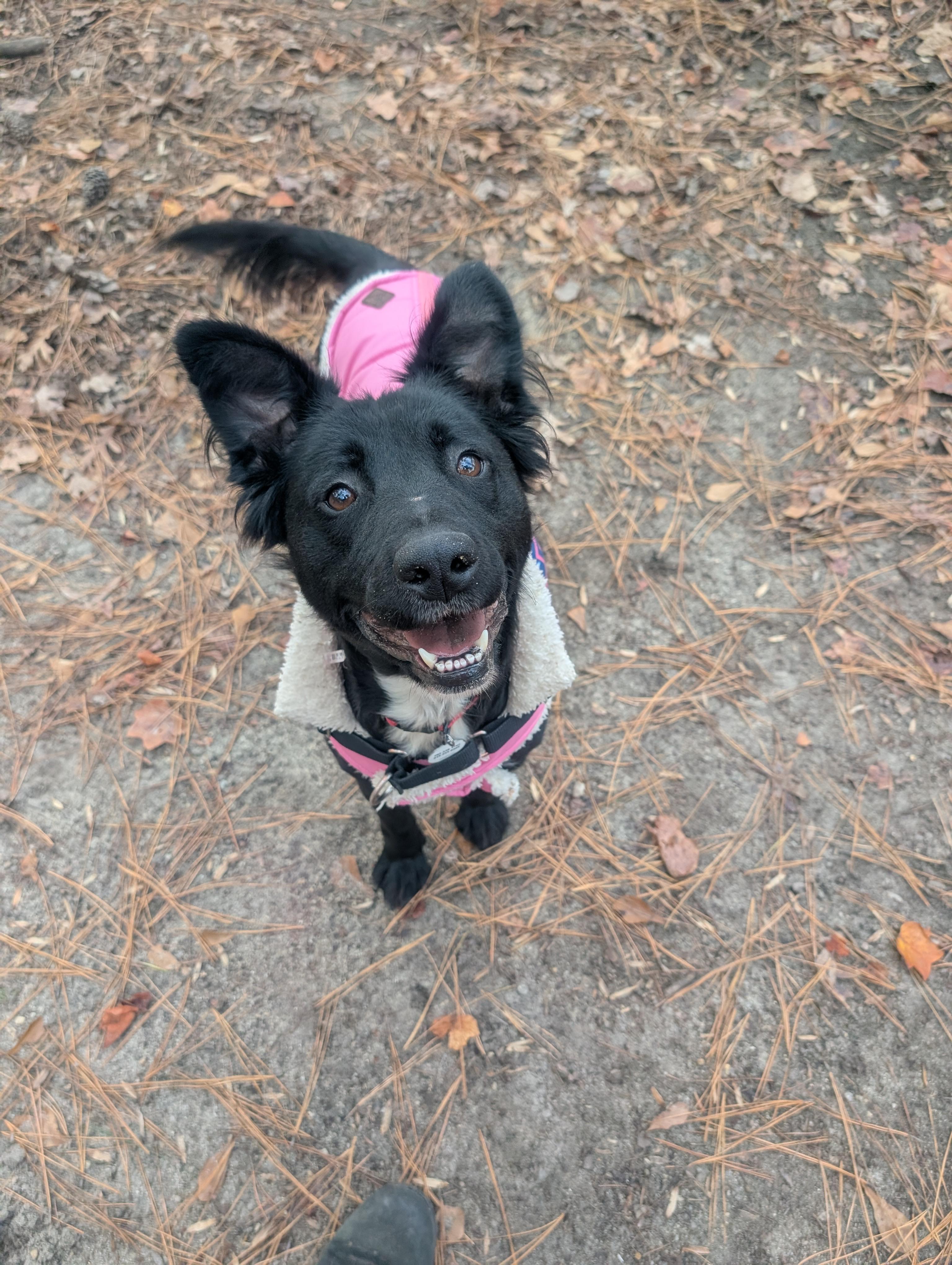 Dana - AVAILABLE TO FOSTER OR ADOPT, a ADOPTABLE mixed breed in Clayton, NC image 3/6