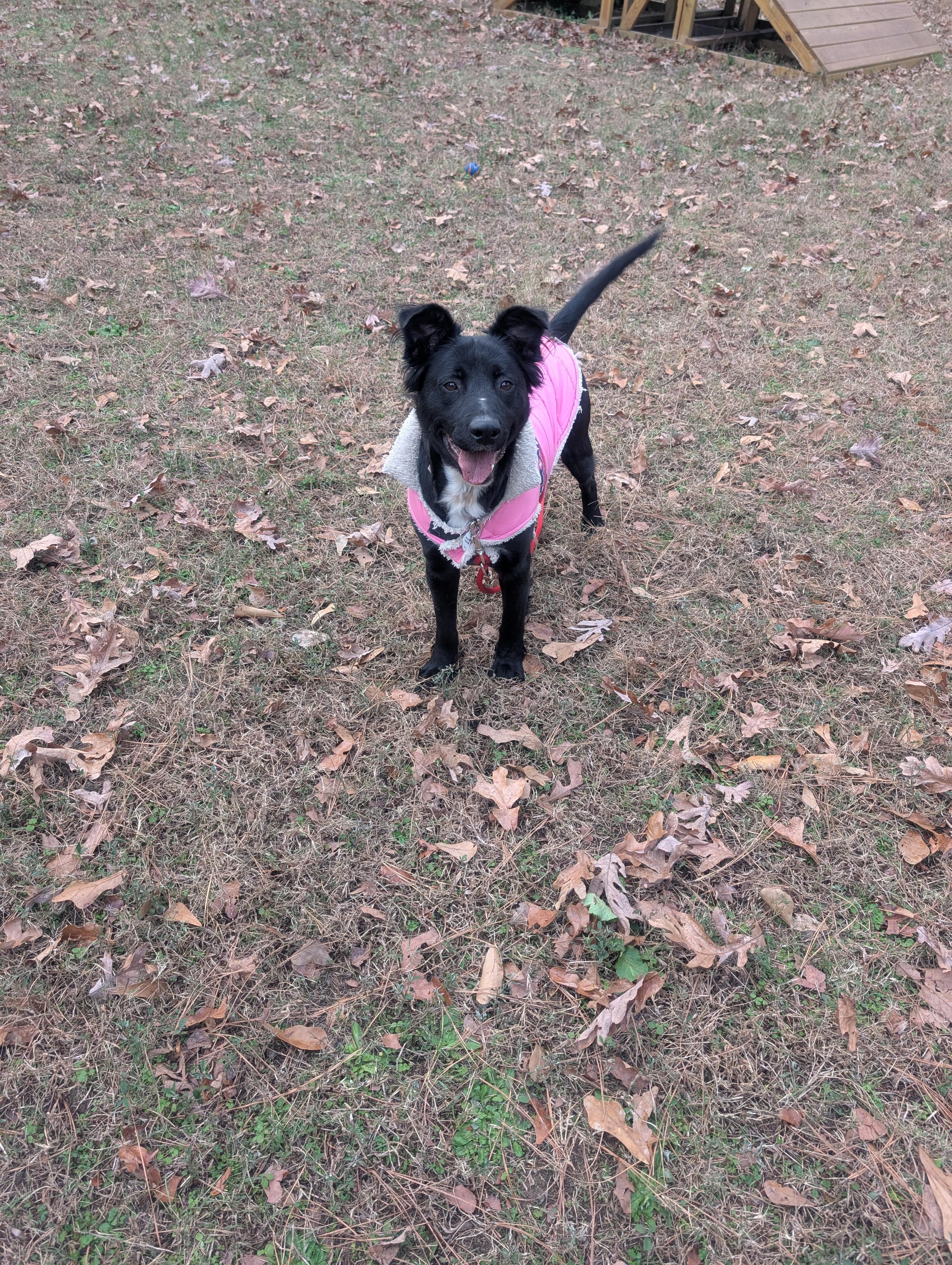 Dana - AVAILABLE TO FOSTER OR ADOPT, a ADOPTABLE mixed breed in Clayton, NC image 4/6