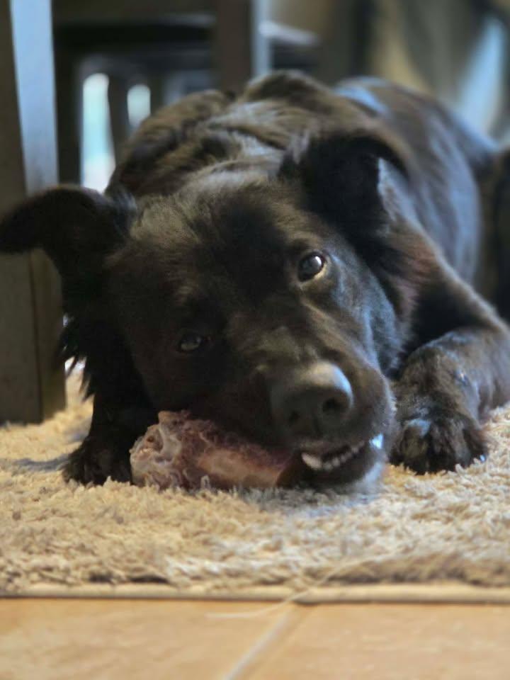 Enlarge Dana - AVAILABLE TO FOSTER OR ADOPT, a ADOPTABLE mixed breed in Clayton, NC image 6/6