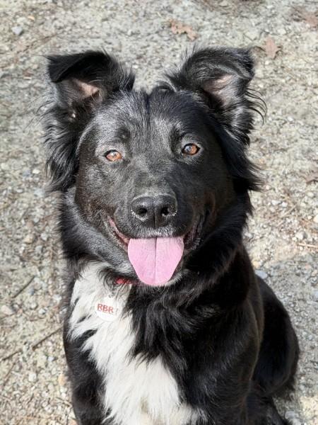 Dana - AVAILABLE TO FOSTER OR ADOPT, ADOPTABLE, Young Female Border Collie.