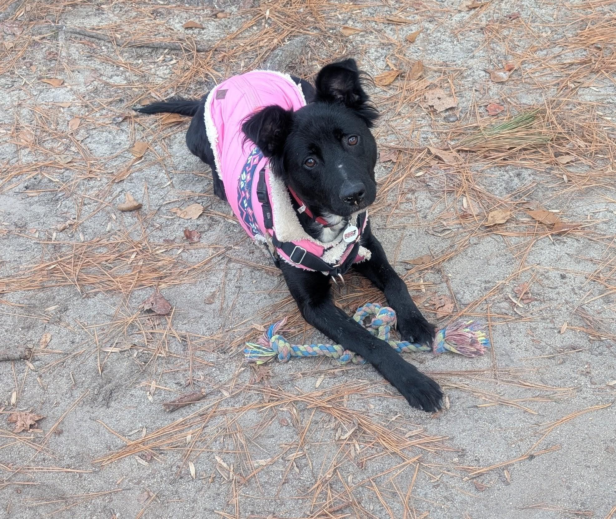 Dana - AVAILABLE TO FOSTER OR ADOPT, a ADOPTABLE mixed breed in Clayton, NC image 5/6