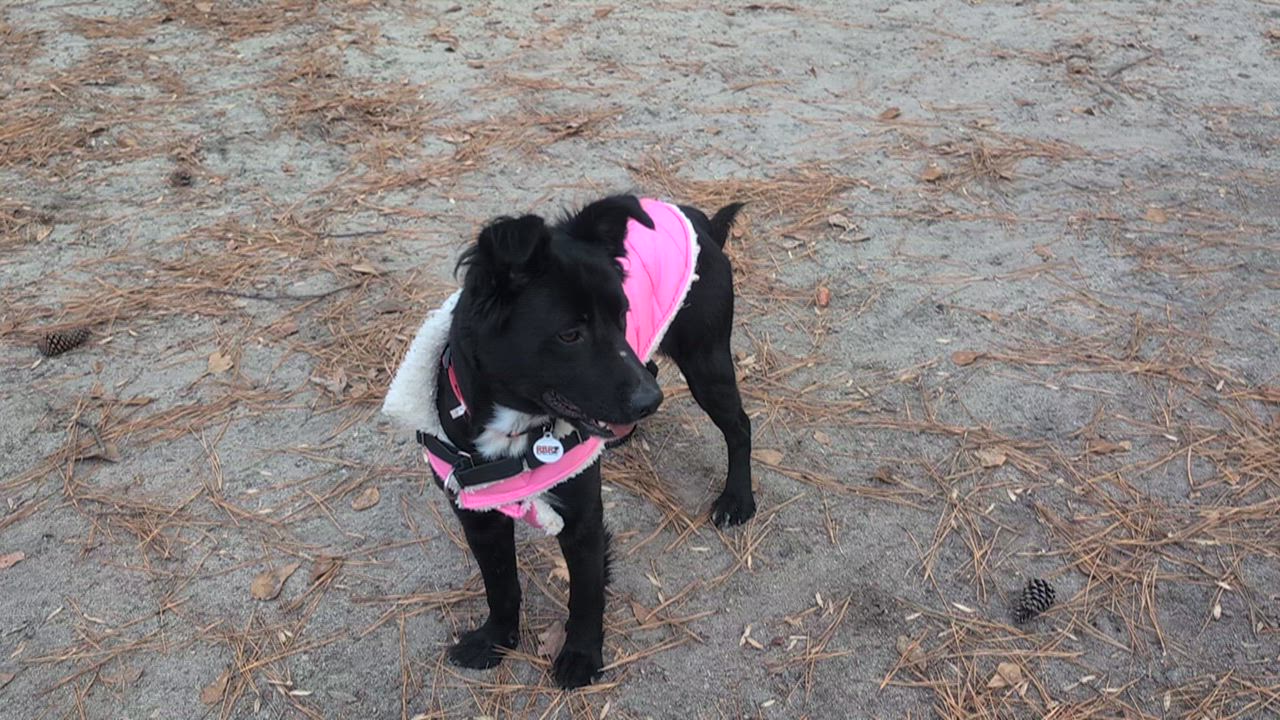 Enlarge Dana - AVAILABLE TO FOSTER OR ADOPT, a ADOPTABLE mixed breed in Clayton, NC video 6/6