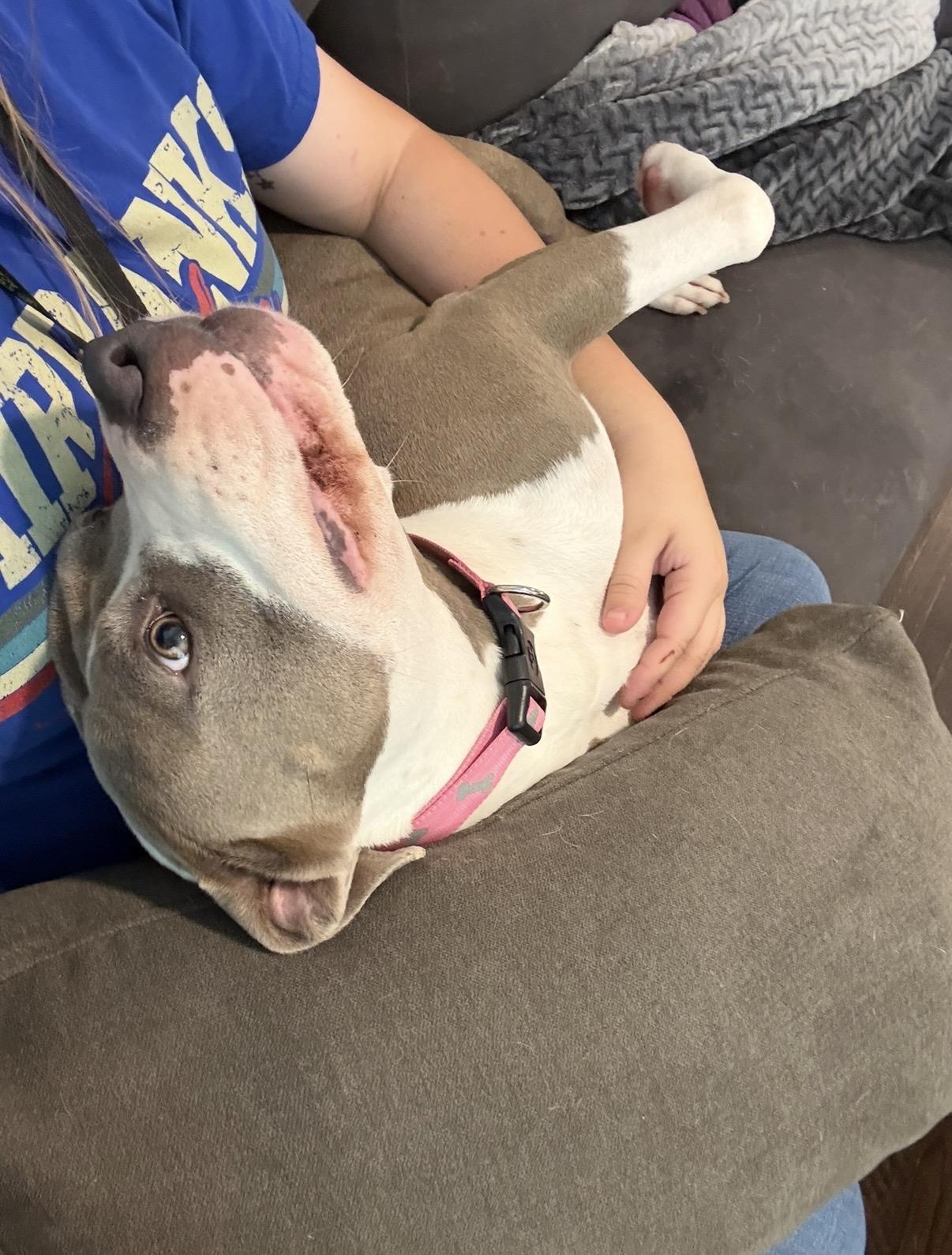 Enlarge Lovey, a Adopted American Bully in Houston, TX image 2/6
