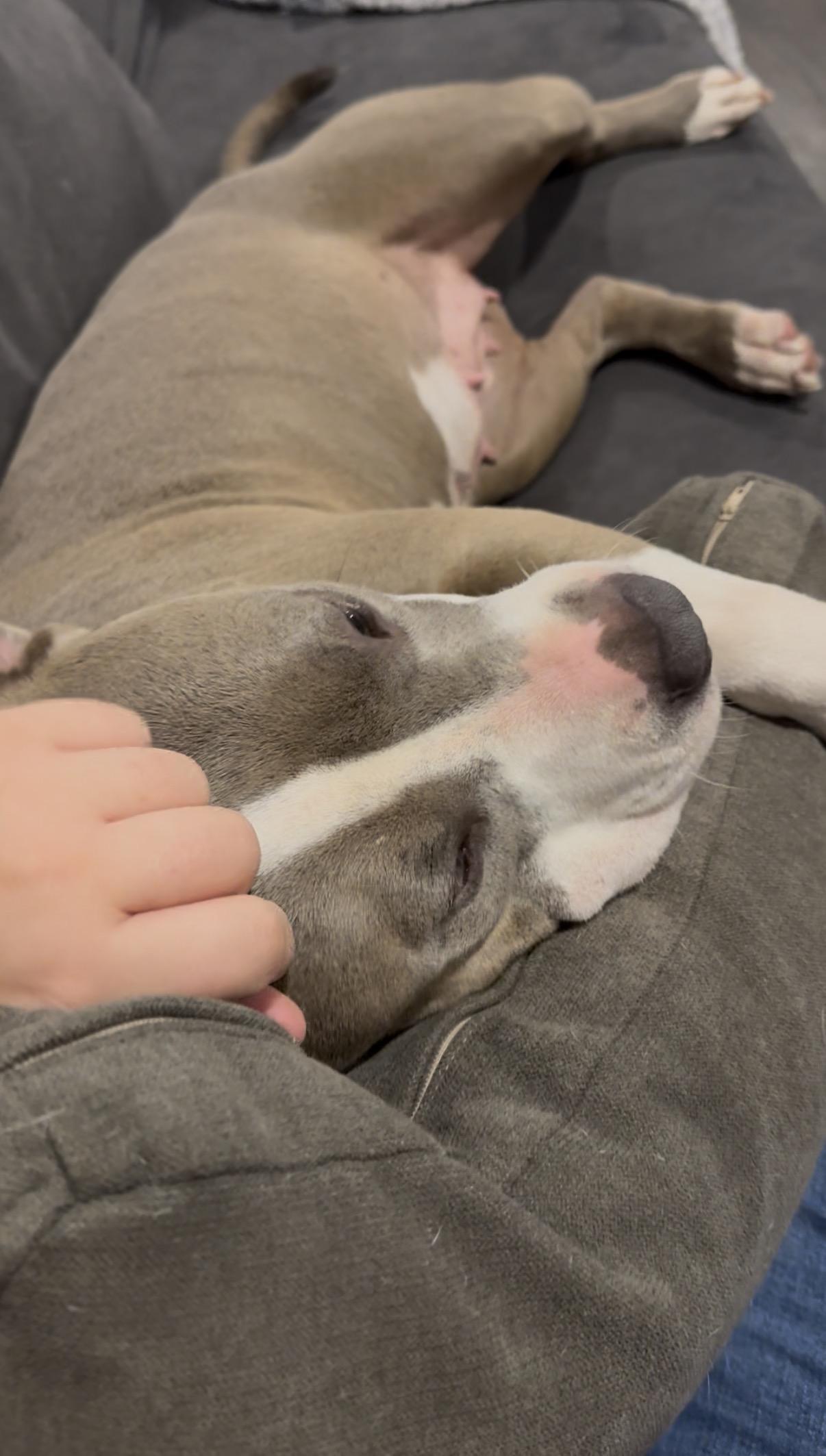 Enlarge Lovey, a Adopted American Bully in Houston, TX image 4/6
