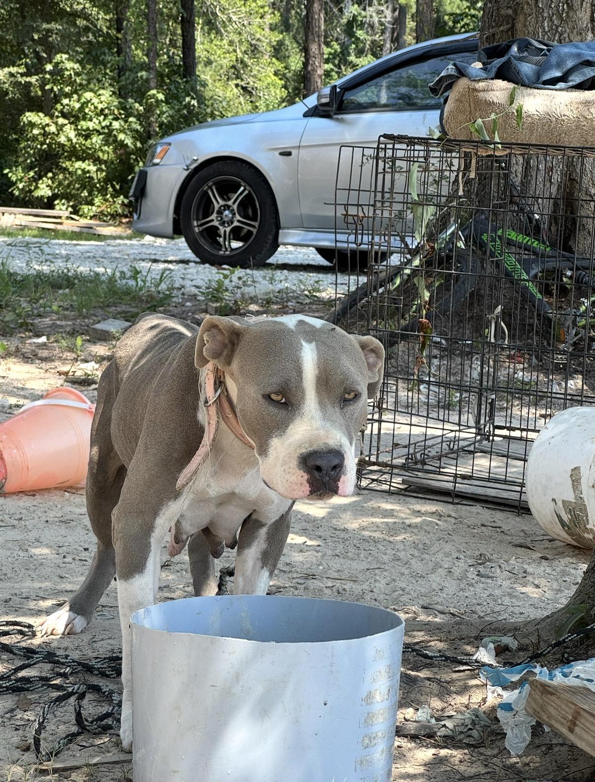 Enlarge Lovey, a Adopted American Bully in Houston, TX image 6/6