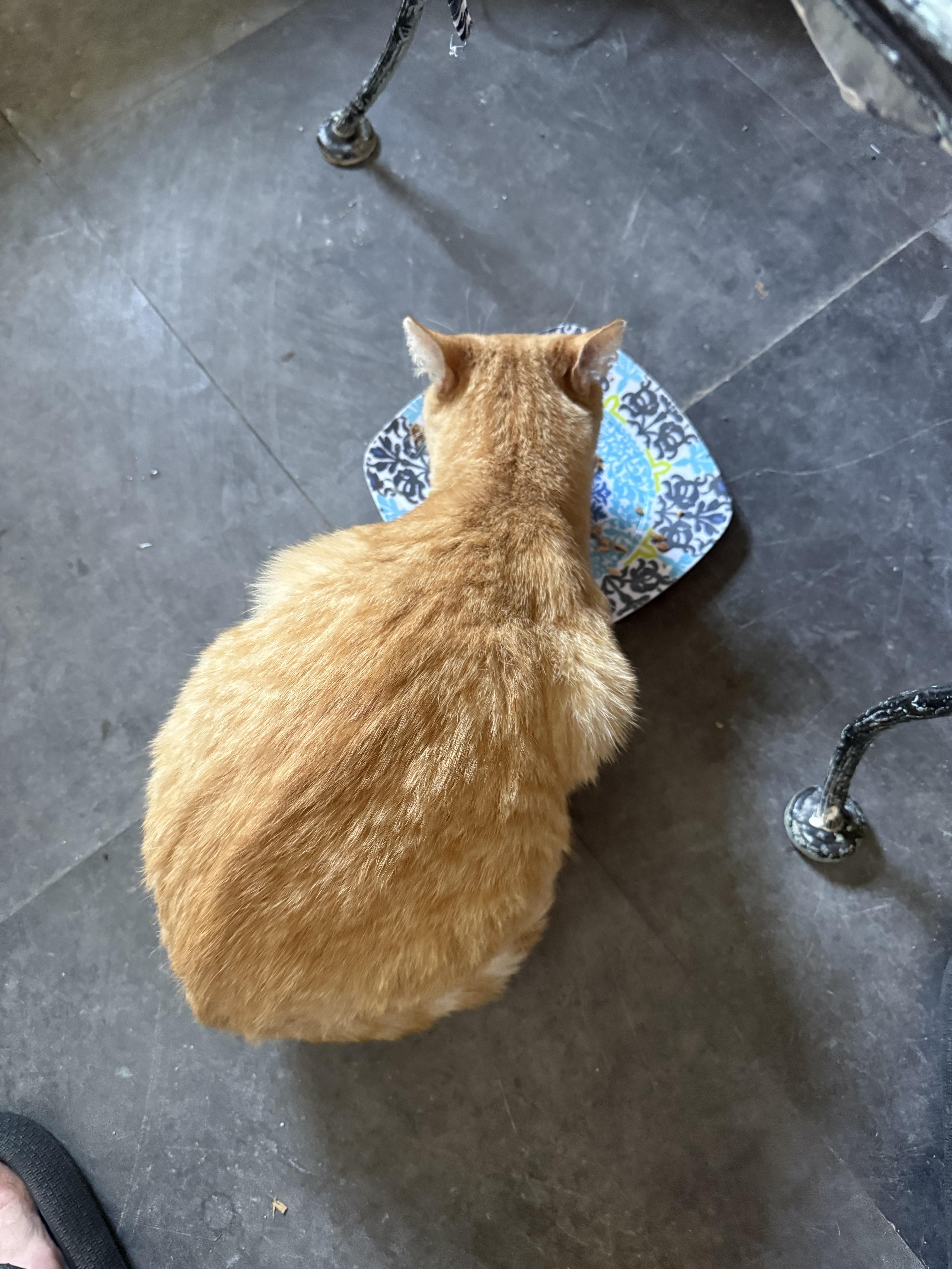 Gabby, Adoptable, Adult Female Domestic Short Hair.