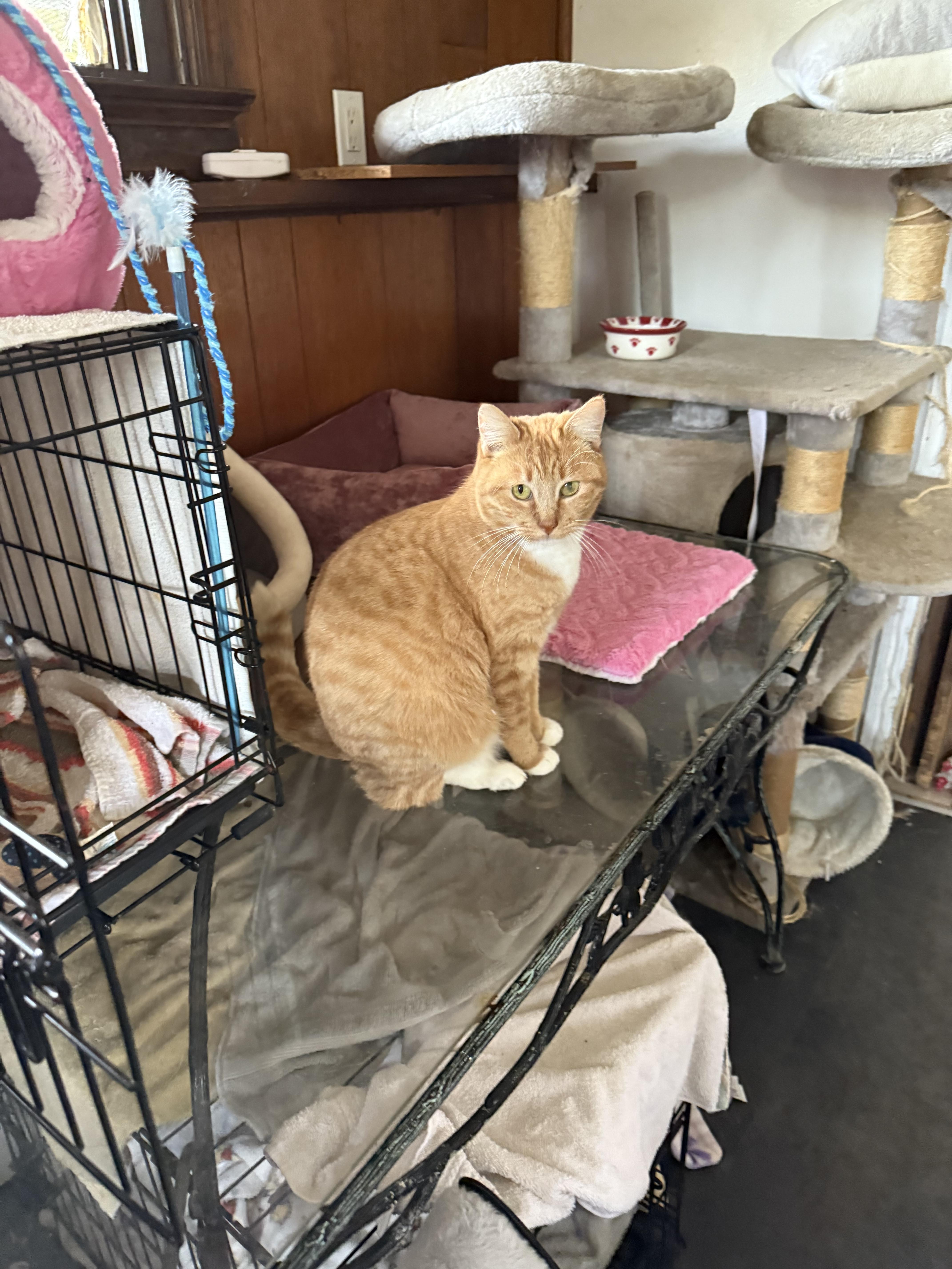 Gabby, Adoptable, Adult Female Domestic Short Hair.