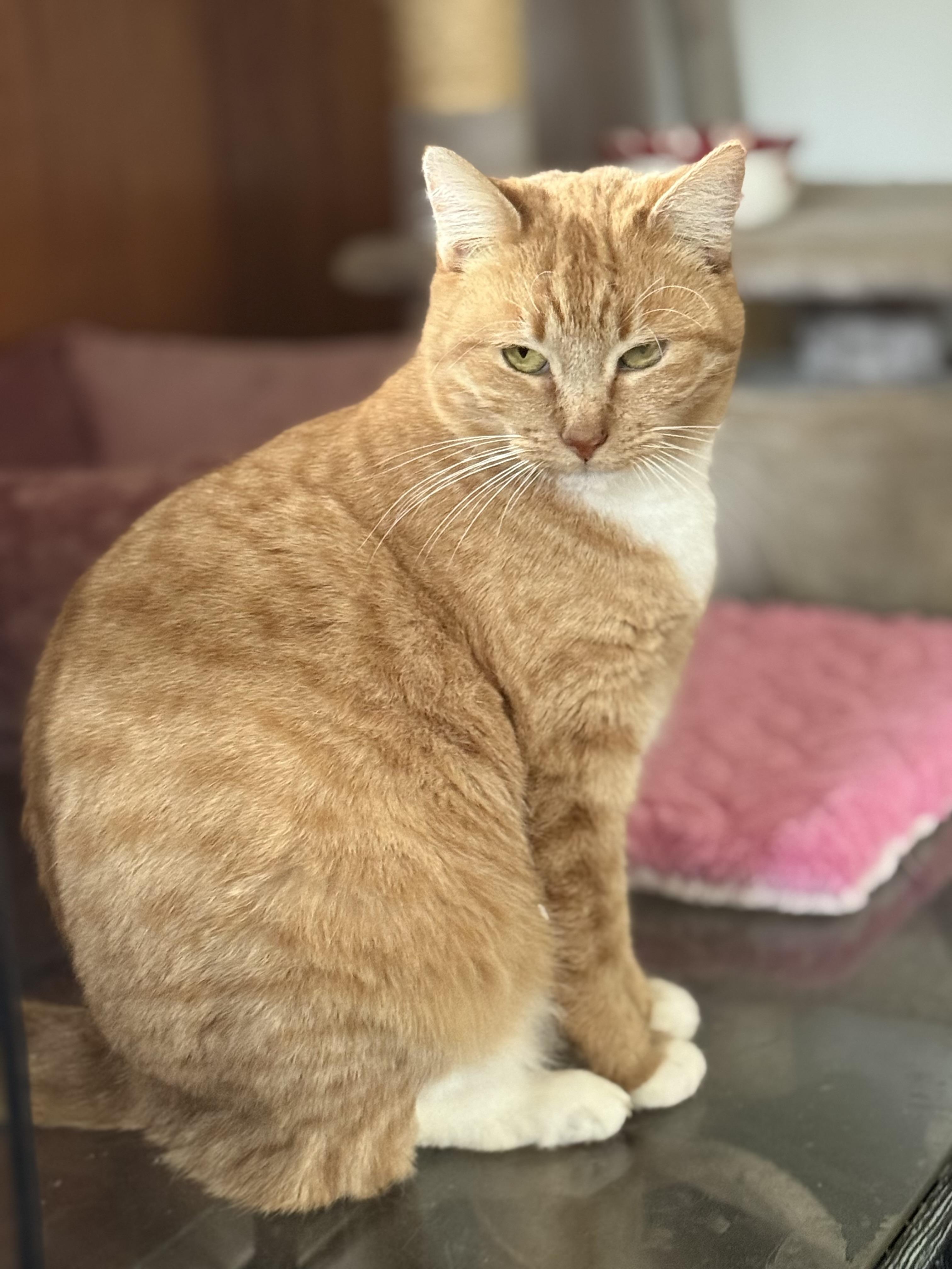 Enlarge Gabby, a Adoptable Domestic Short Hair in Danbury, CT image 2/5