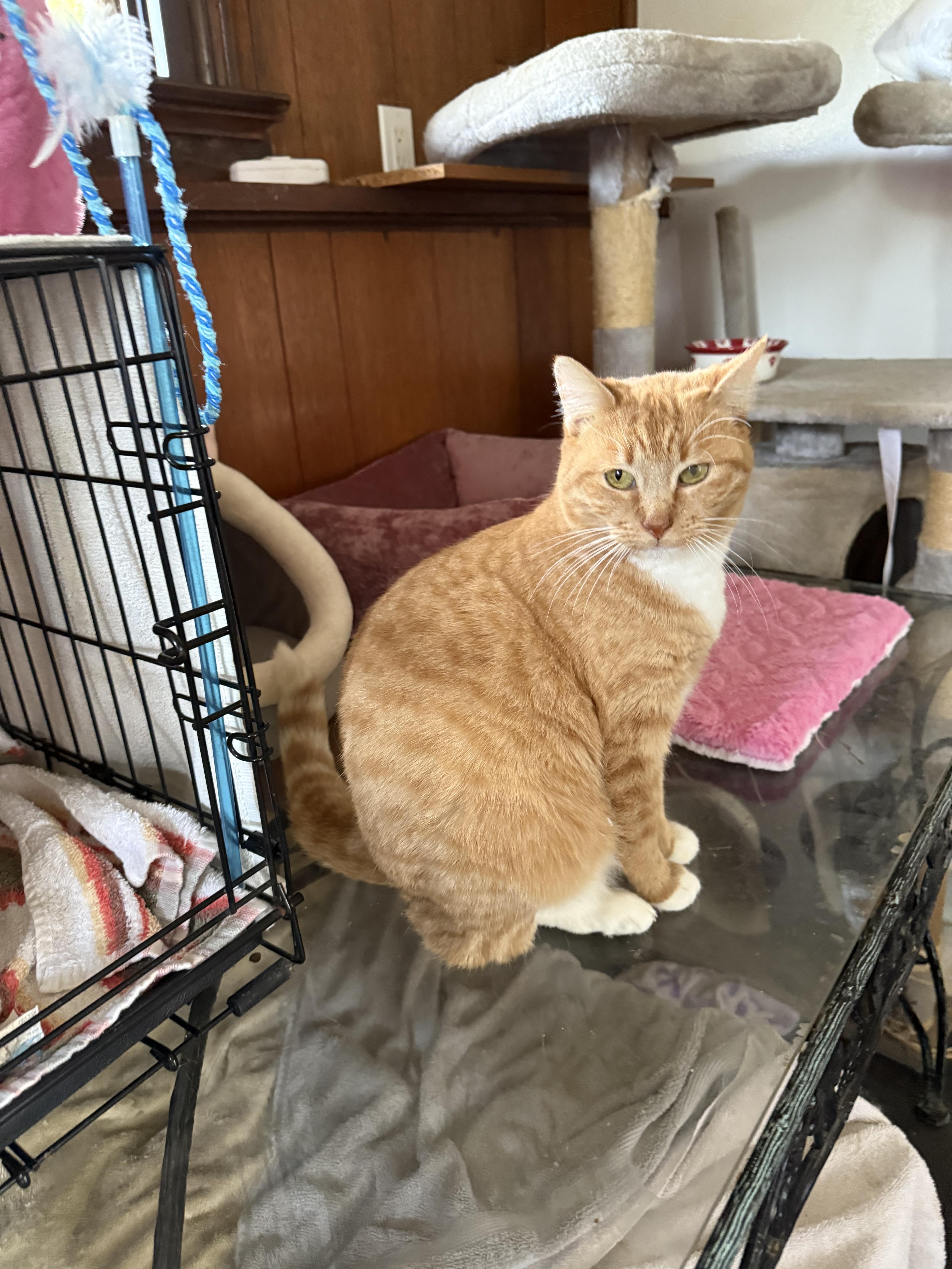 Enlarge Gabby, a Adoptable Domestic Short Hair in Danbury, CT image 3/5