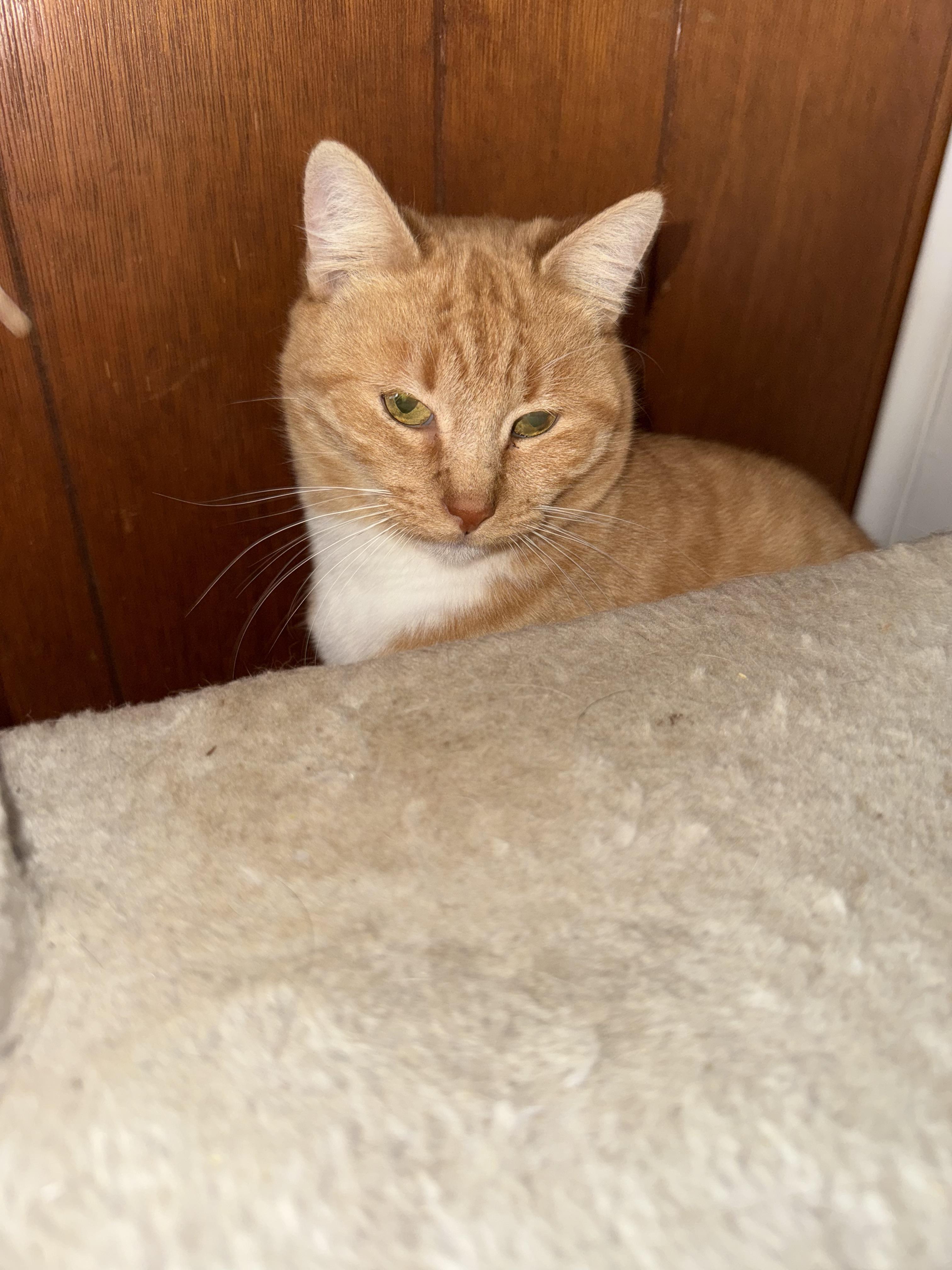 Enlarge Gabby, a Adoptable Domestic Short Hair in Danbury, CT image 4/5