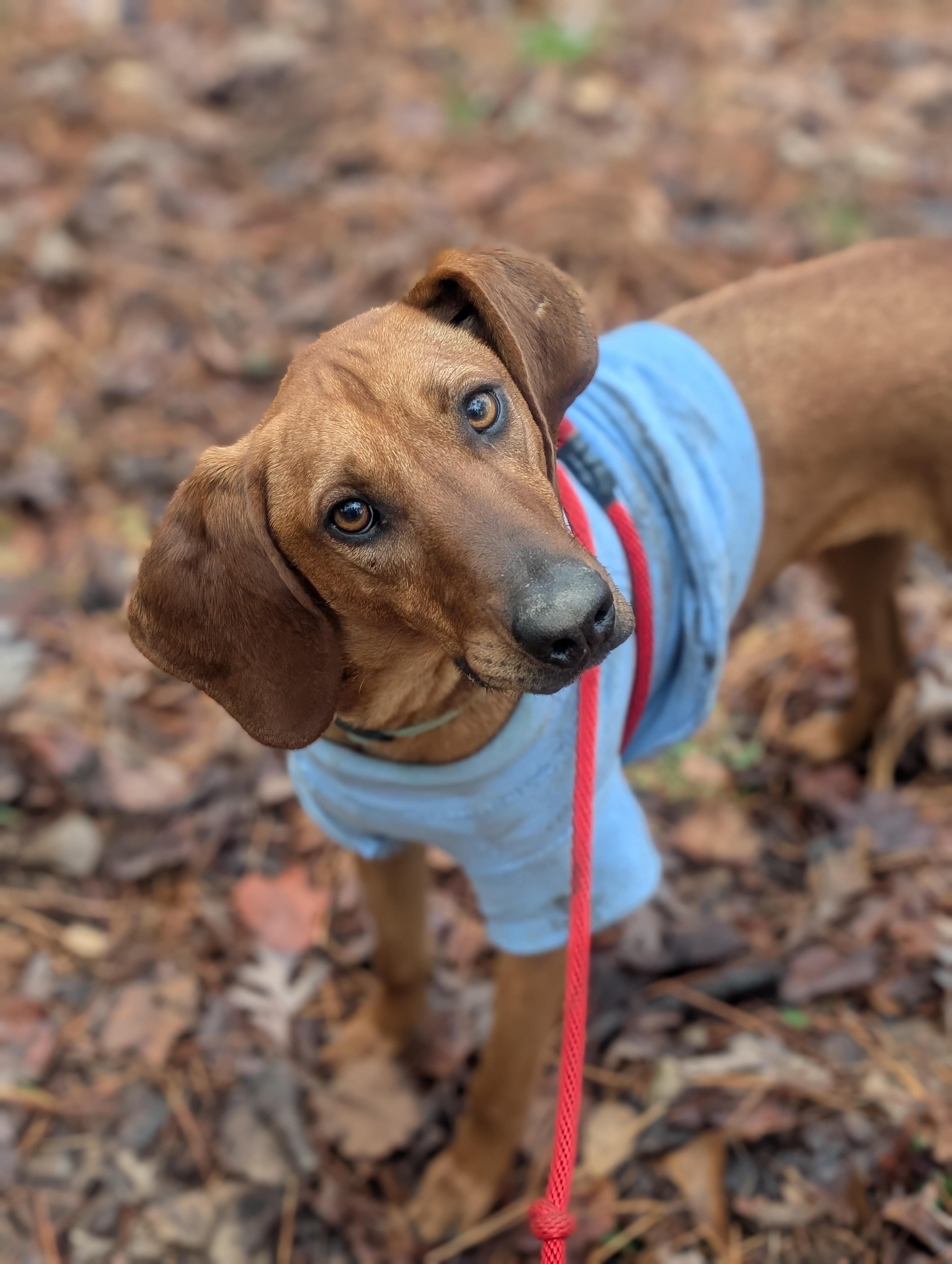Enlarge Rocky Red - AVAILABLE TO FOSTER OR ADOPT, an adoptable Redbone Coonhound in Clayton, NC image 3/6