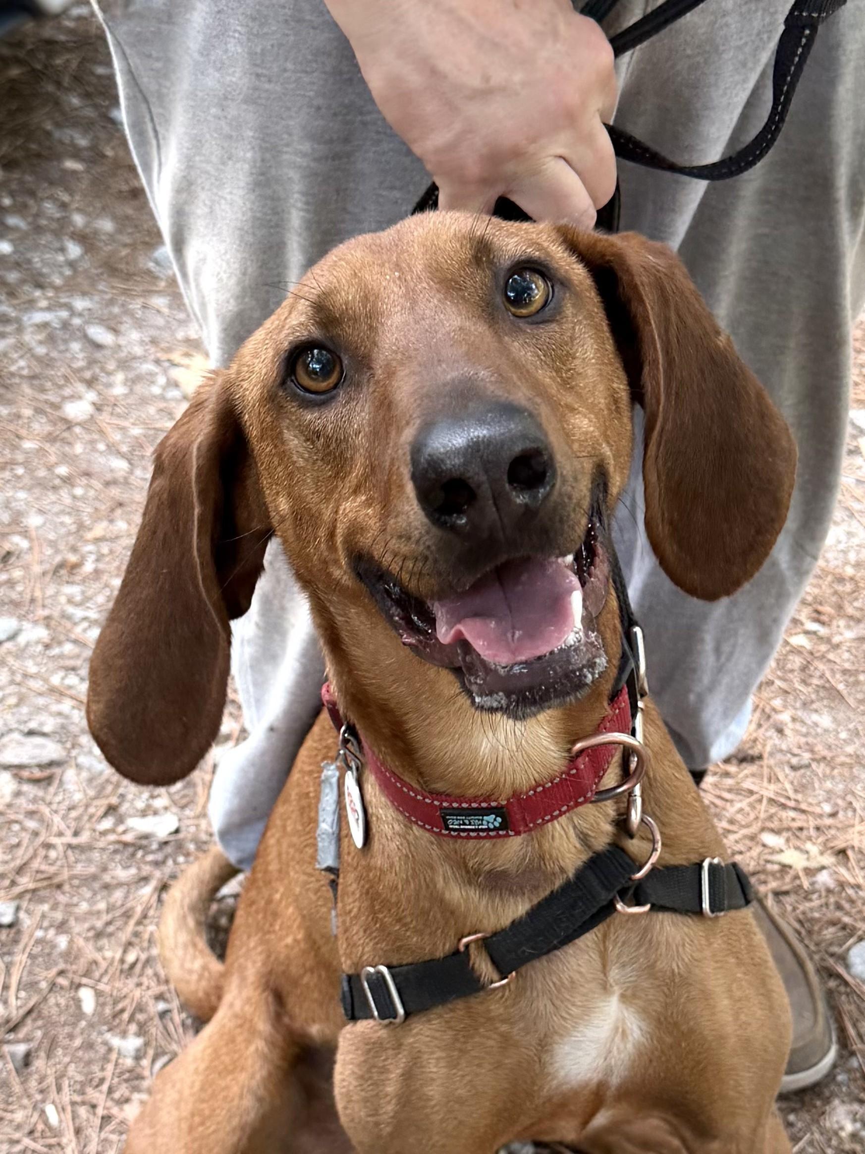 Rocky Red - AVAILABLE TO FOSTER OR ADOPT, an adoptable Redbone Coonhound in Clayton, NC image 1/6