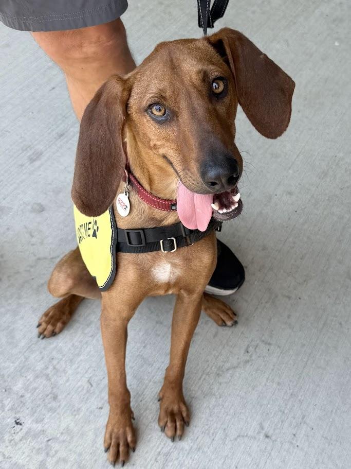 Rocky Red - AVAILABLE TO FOSTER OR ADOPT, adoptable, Young Male Redbone Coonhound.