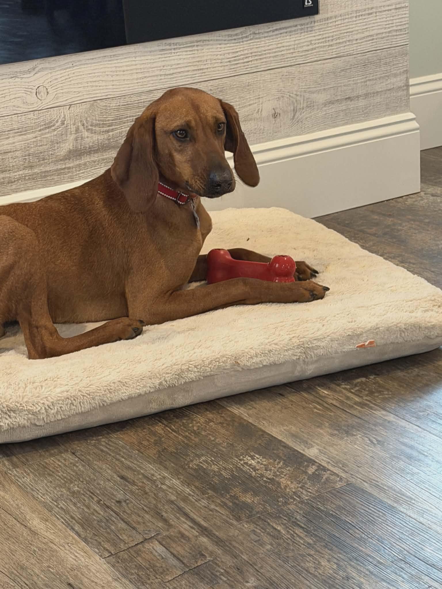 Enlarge Rocky Red - AVAILABLE TO FOSTER OR ADOPT, an adoptable Redbone Coonhound in Clayton, NC image 2/6
