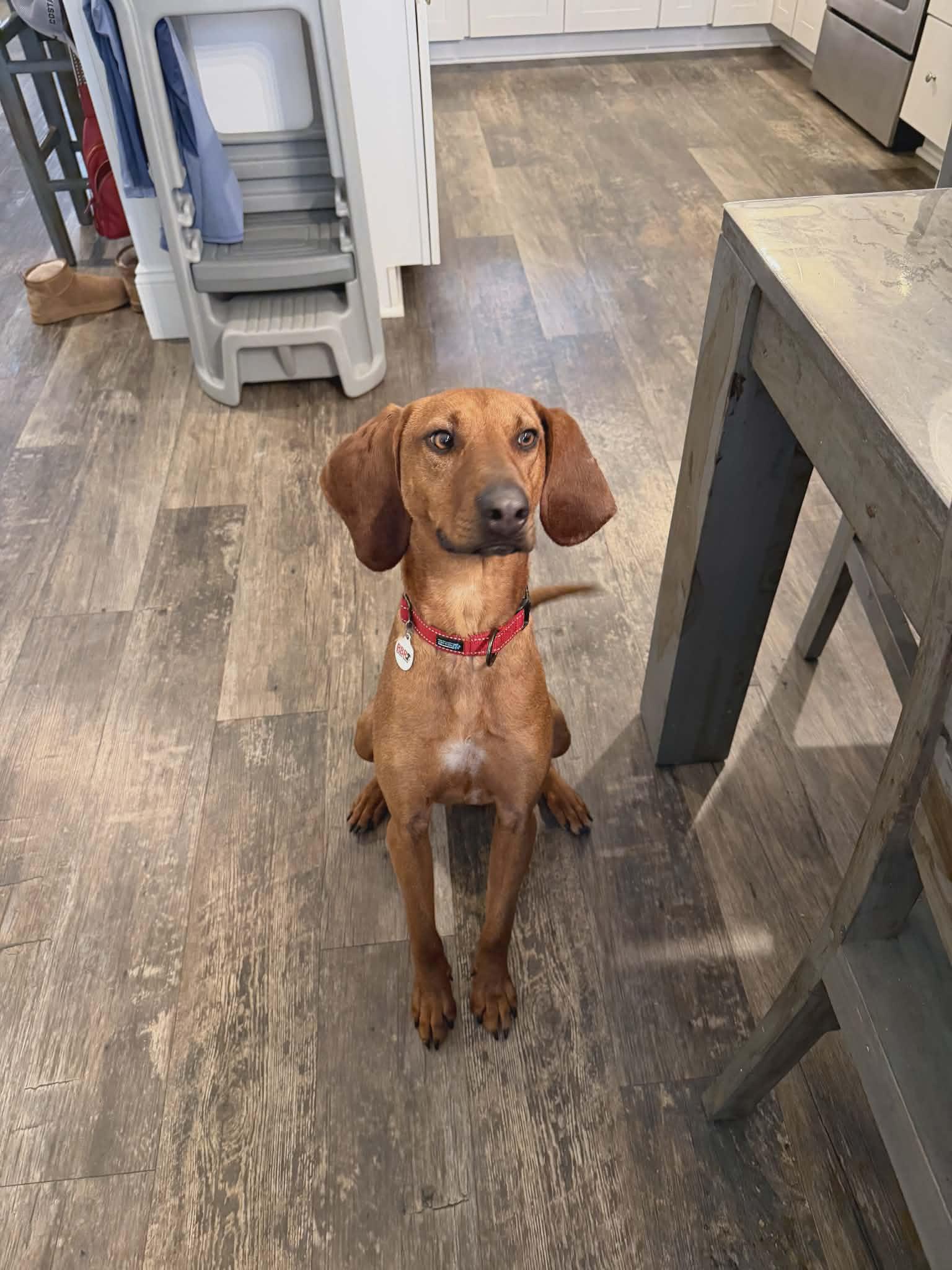 Enlarge Rocky Red - AVAILABLE TO FOSTER OR ADOPT, an adoptable Redbone Coonhound in Clayton, NC image 1/6