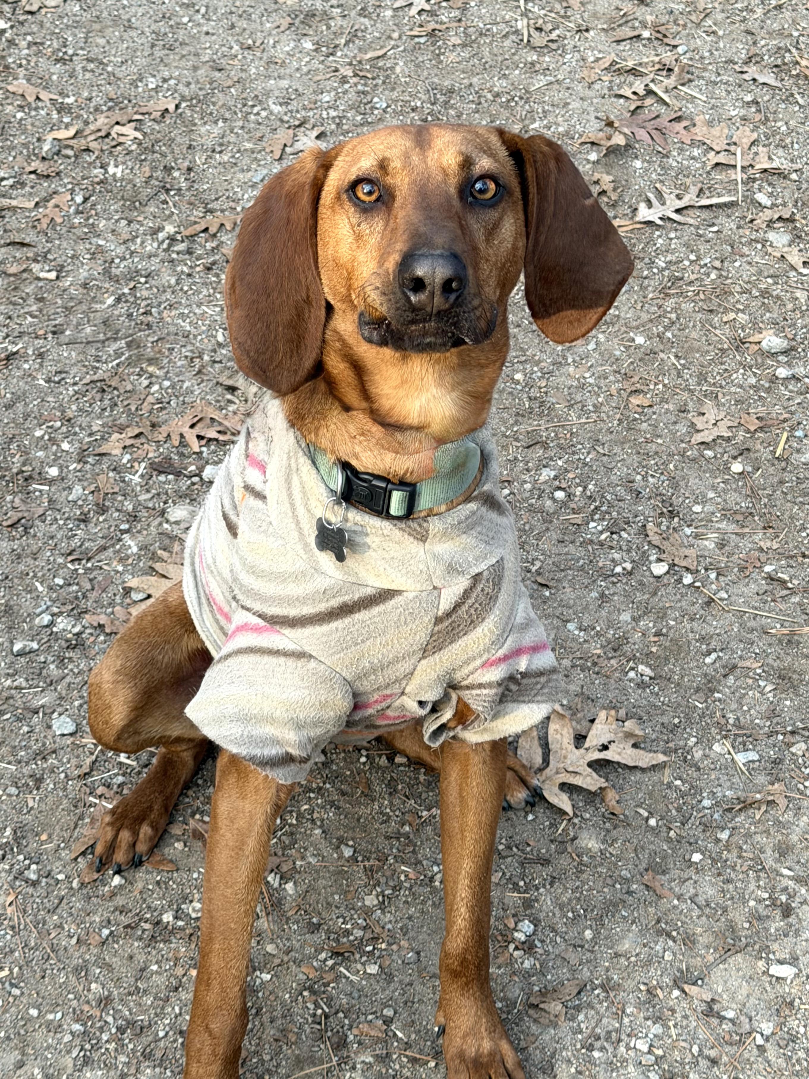 Enlarge Rocky Red - AVAILABLE TO FOSTER OR ADOPT, an adoptable Redbone Coonhound in Clayton, NC image 5/6