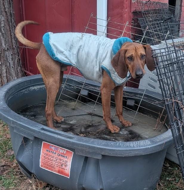 Rocky Red - AVAILABLE TO FOSTER OR ADOPT, an adoptable Redbone Coonhound in Clayton, NC image 6/6