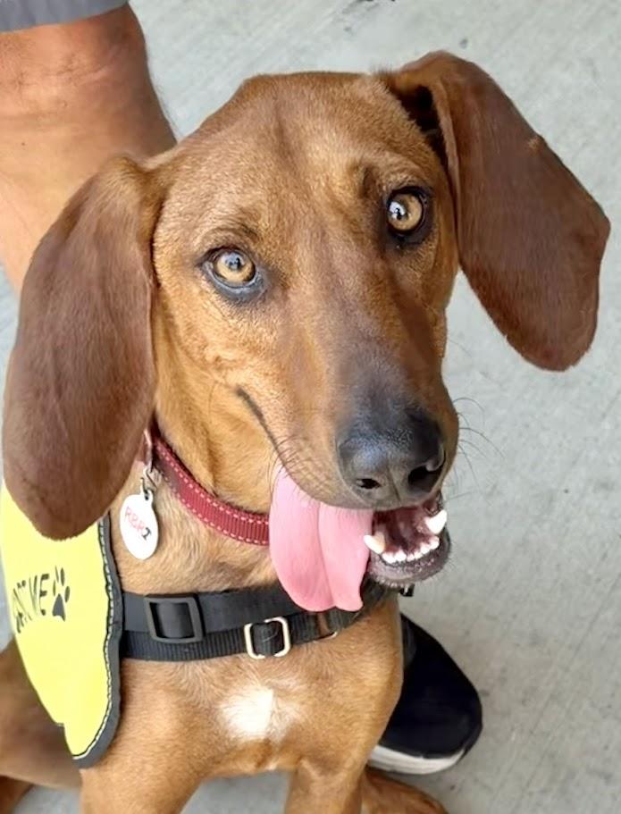 Enlarge Rocky Red - AVAILABLE TO FOSTER OR ADOPT, an adoptable Redbone Coonhound in Clayton, NC image 2/6