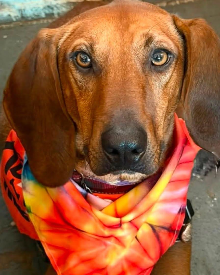 Rocky Red - AVAILABLE TO FOSTER OR ADOPT, Adoptable, Young Male Redbone Coonhound.