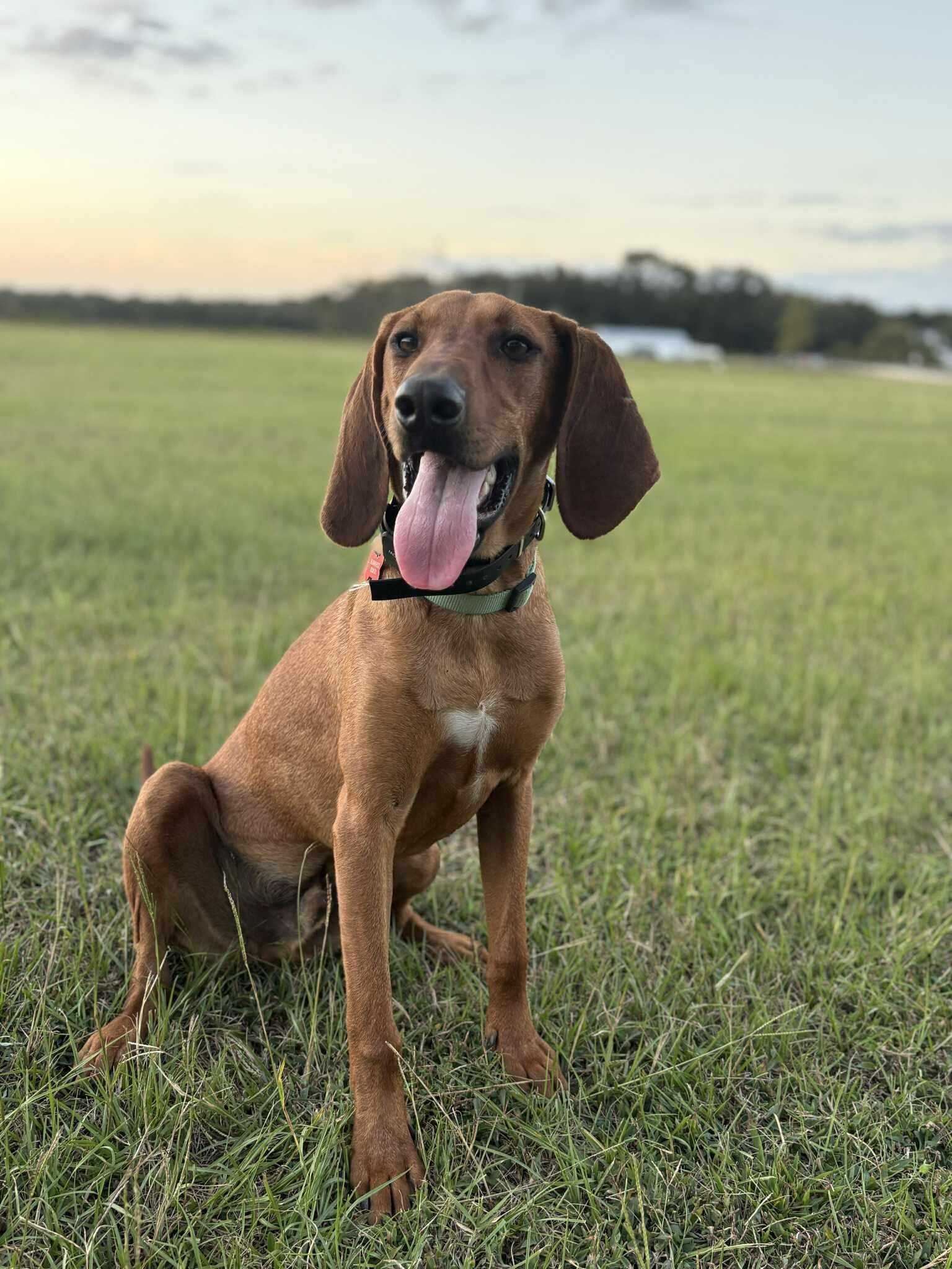 Rocky Red - AVAILABLE TO FOSTER OR ADOPT, adoptable, Young Male Redbone Coonhound.