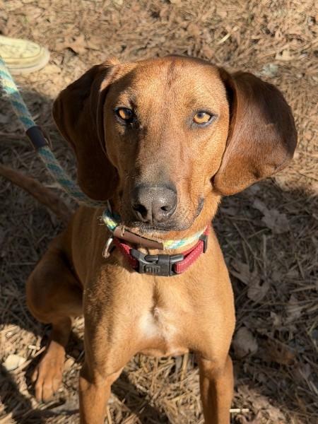 Rocky Red - AVAILABLE TO FOSTER OR ADOPT, an adoptable Redbone Coonhound in Clayton, NC image 1/6