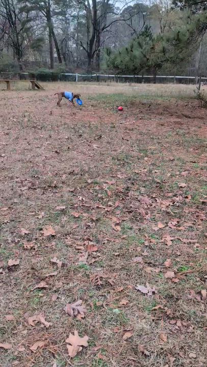 Enlarge Rocky Red - AVAILABLE TO FOSTER OR ADOPT, an adoptable Redbone Coonhound in Clayton, NC video 5/6