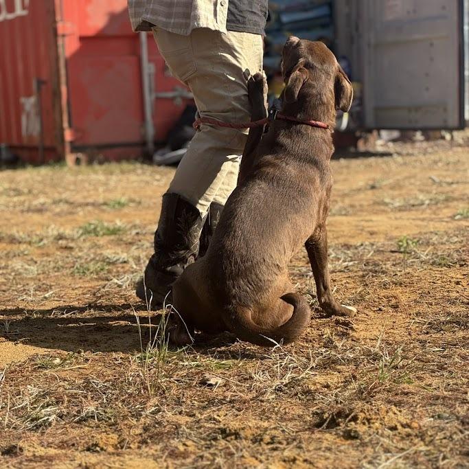Gumbo 042902, Adoptable, Young Male Labrador Retriever.