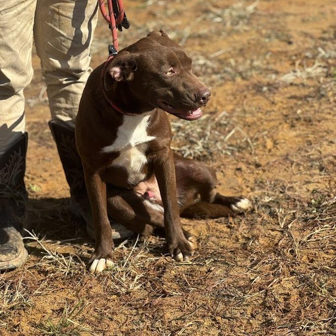 Enlarge Gumbo 042902, a Adoptable mixed breed in Amory, MS image 3/5
