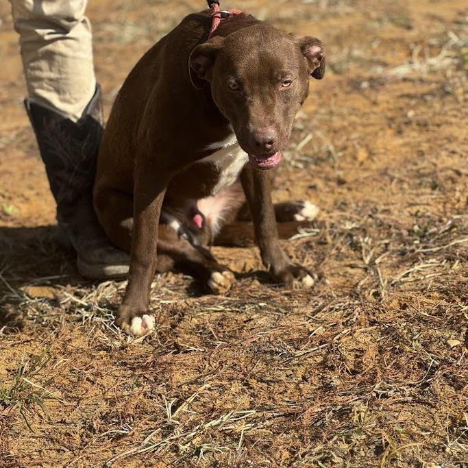 Enlarge Gumbo 042902, a Adoptable mixed breed in Amory, MS image 4/5