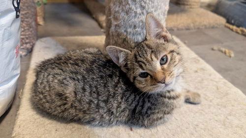 Dawn (CH), Adoptable, Kitten Female Domestic Short Hair.