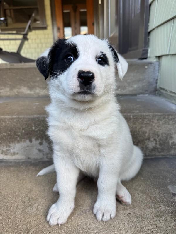 Moose, Adoptable, Young Male Smooth Collie & Mixed Breed.
