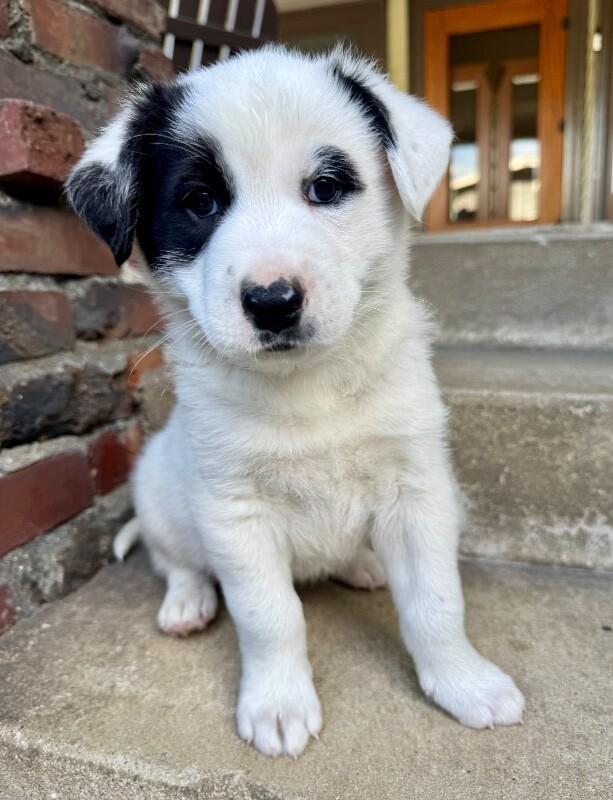Enlarge Moose, a Adoptable mixed breed in Valley Village, CA image 2/2