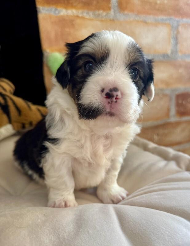 Moo, Adoptable, Young Male Smooth Collie & Mixed Breed.