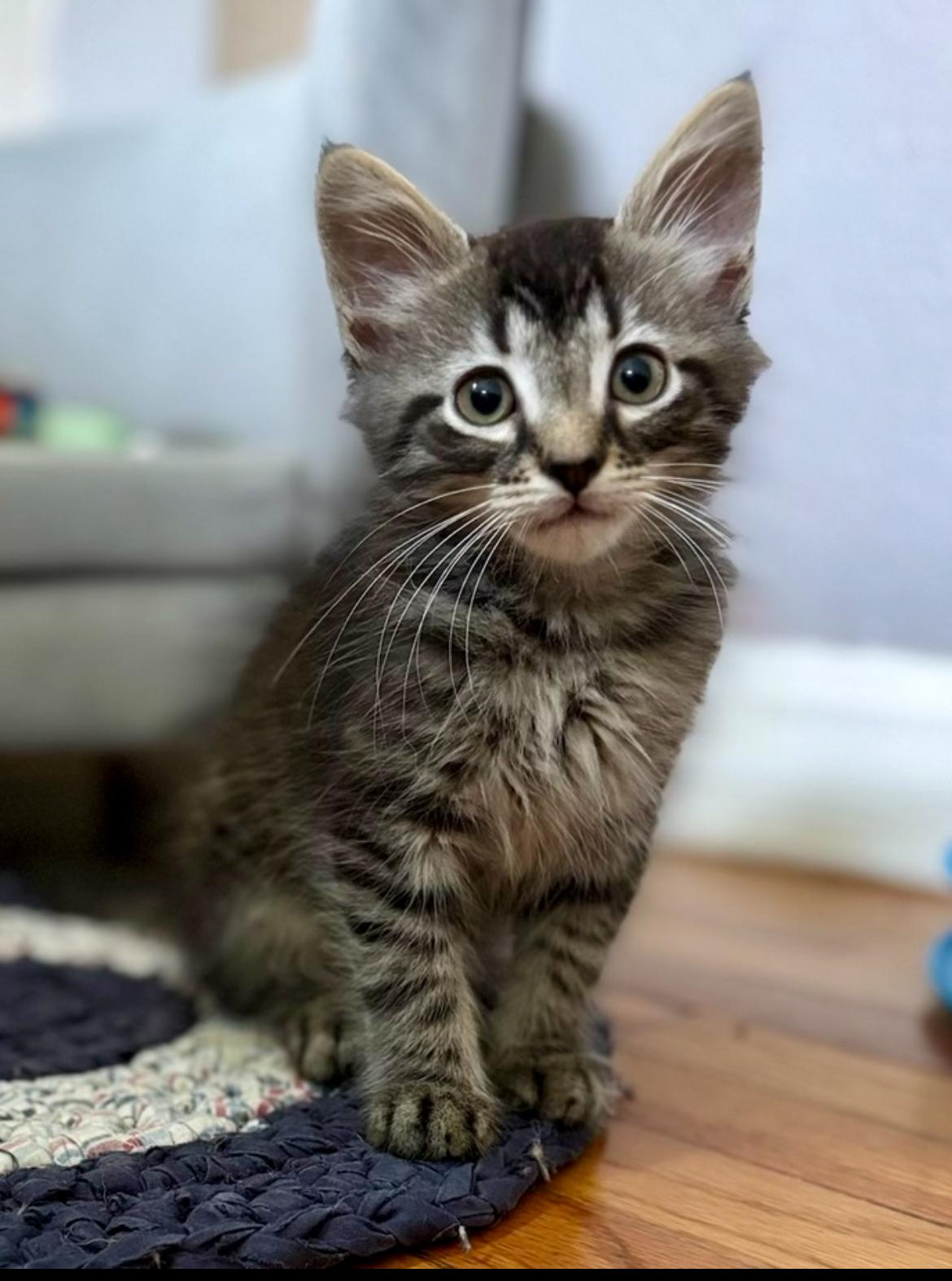Cat Decatur Il Cat for adoption - Baxter, a Domestic Medium Hair in Decatur, IL ...