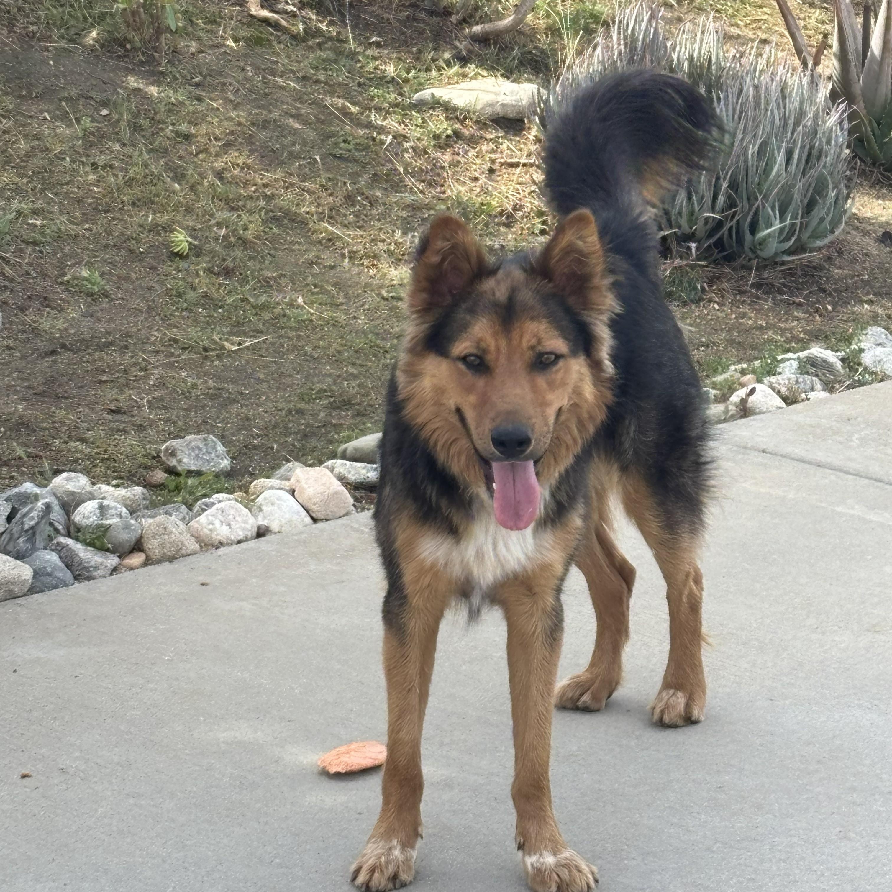 Enlarge Drake, a ADOPTABLE mixed breed in Perris, CA image 4/6