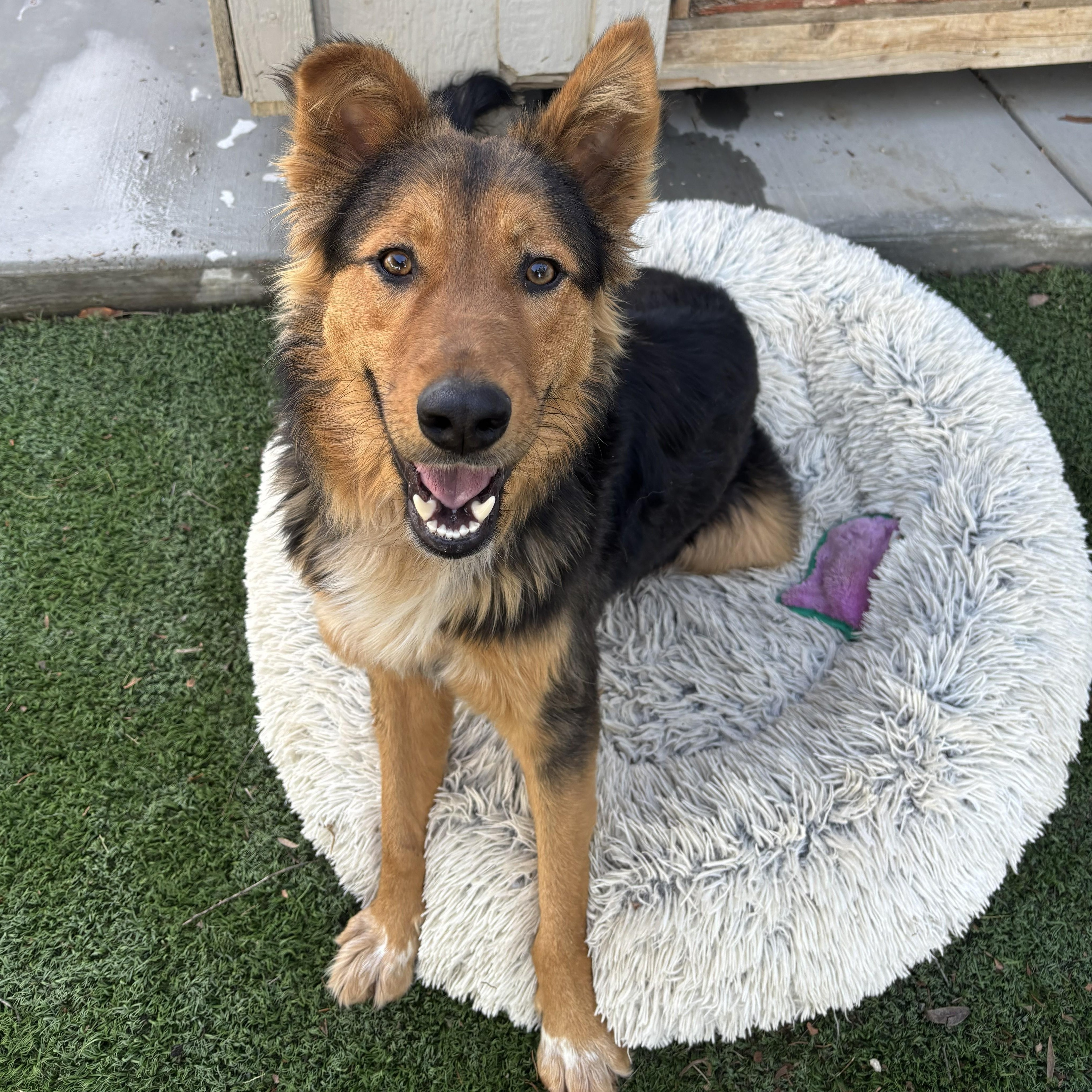 Enlarge Drake, a ADOPTABLE mixed breed in Perris, CA image 1/3