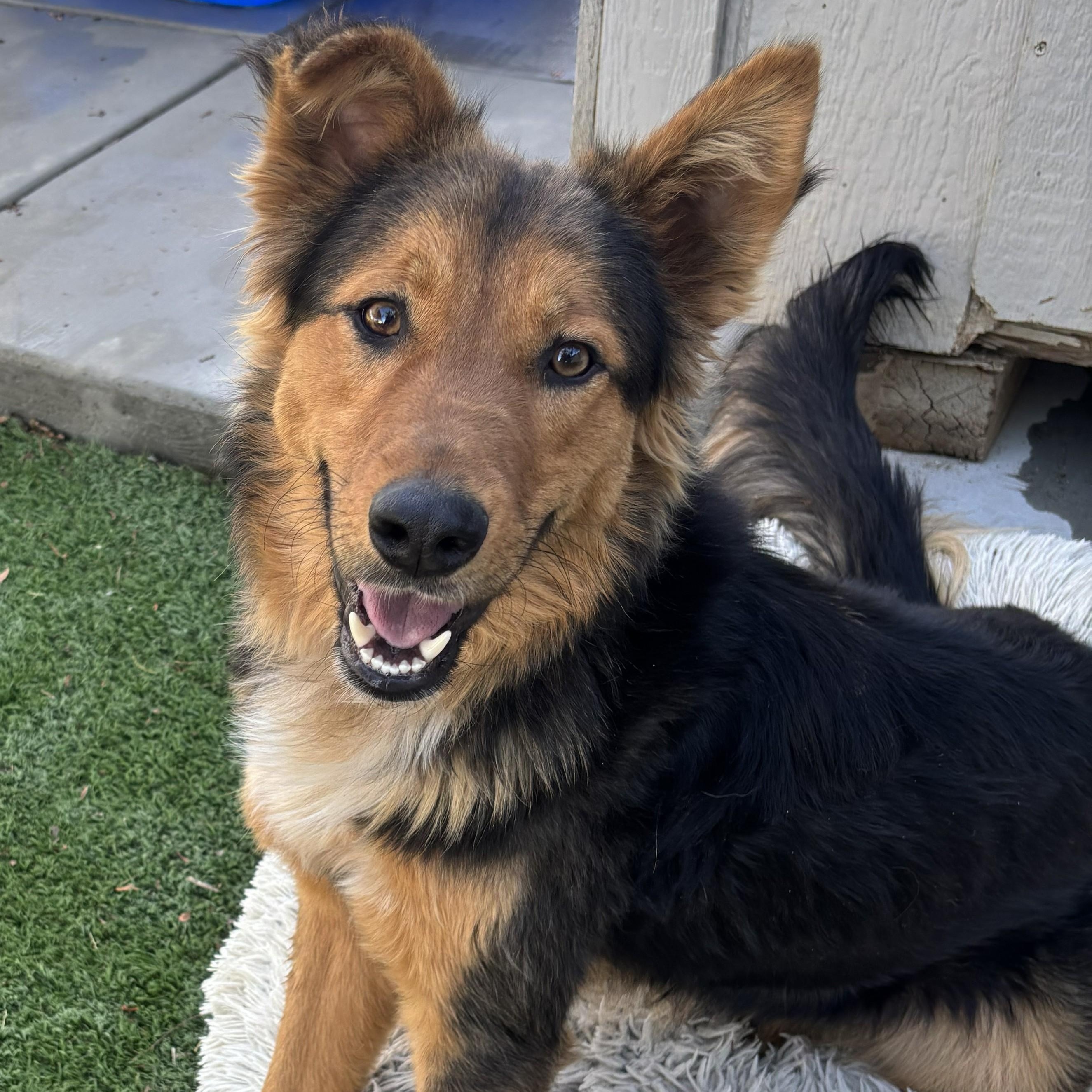 Enlarge Drake, a ADOPTABLE mixed breed in Perris, CA image 2/3