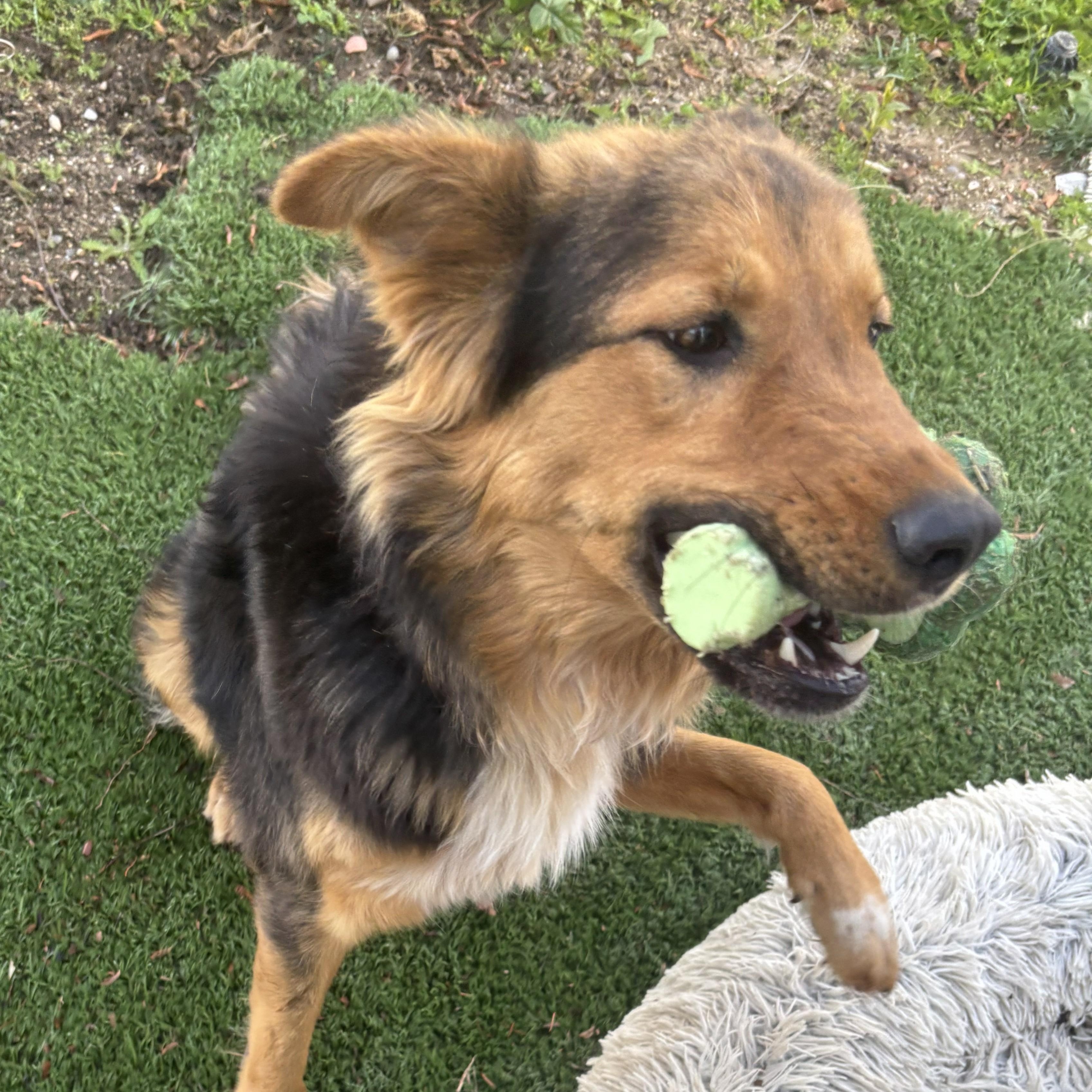 Enlarge Drake, a ADOPTABLE mixed breed in Perris, CA image 3/3