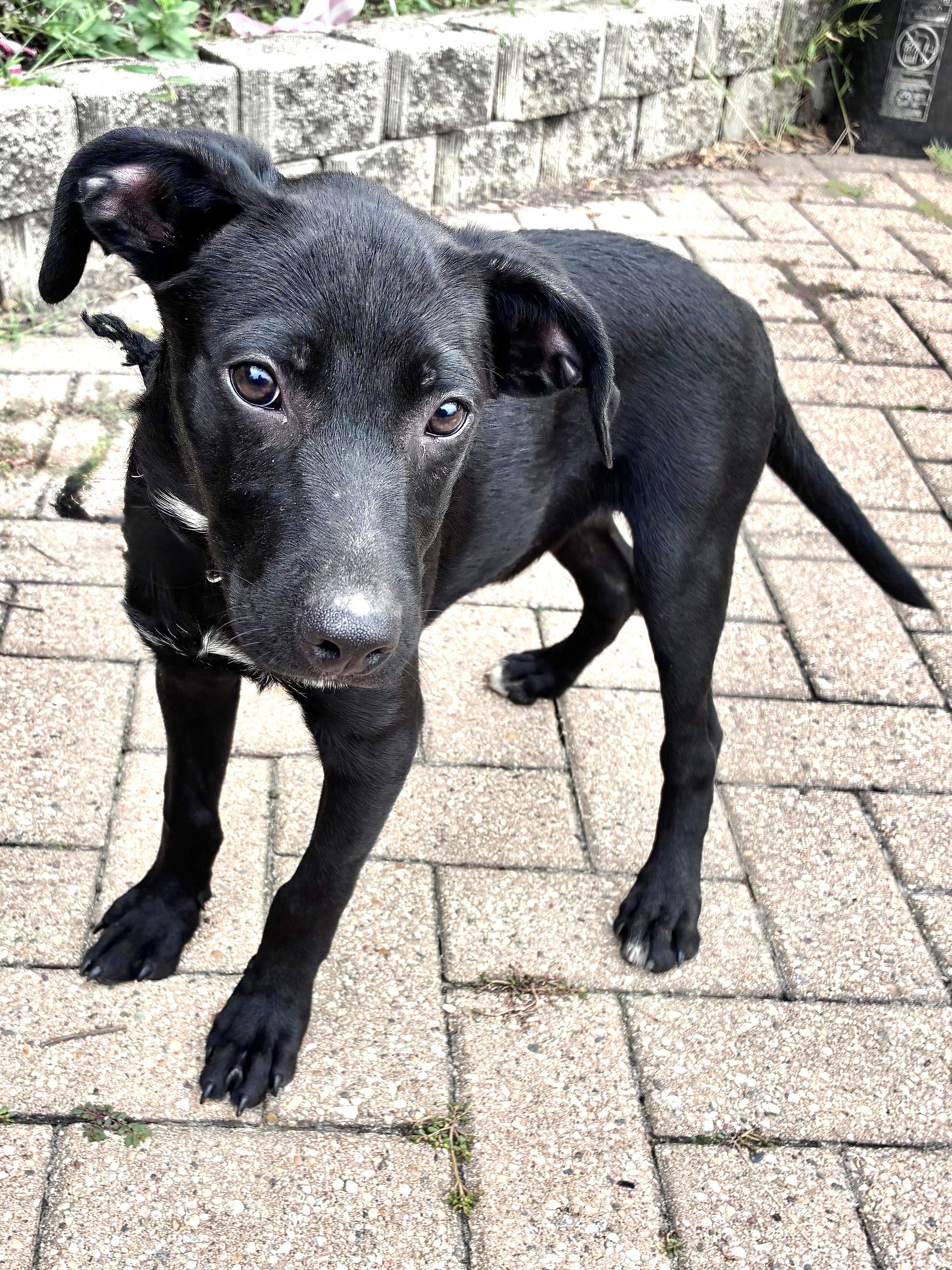Enlarge Mavrik, a Adoptable mixed breed in West Chicago, IL image 2/3