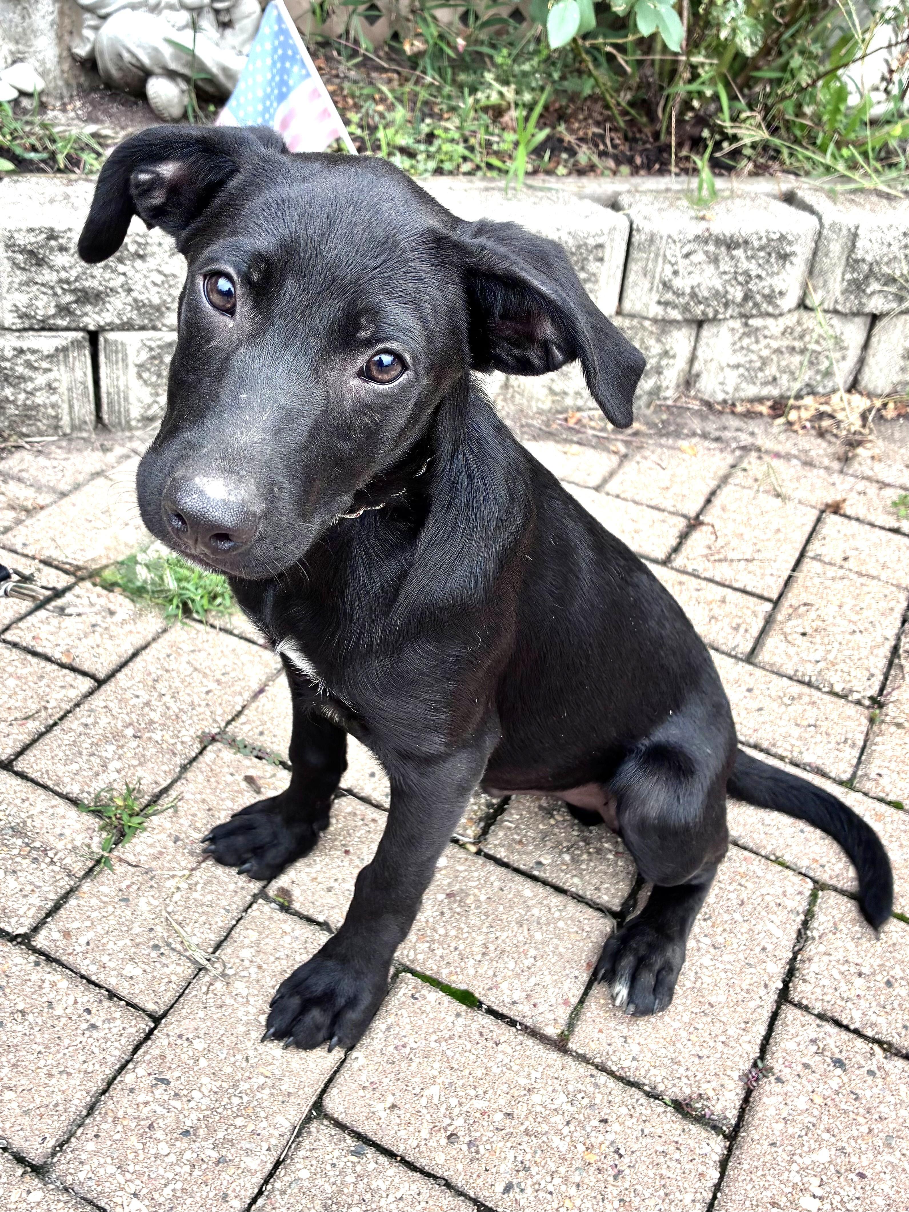 Mavrik, Adoptable, Puppy Male Retriever.